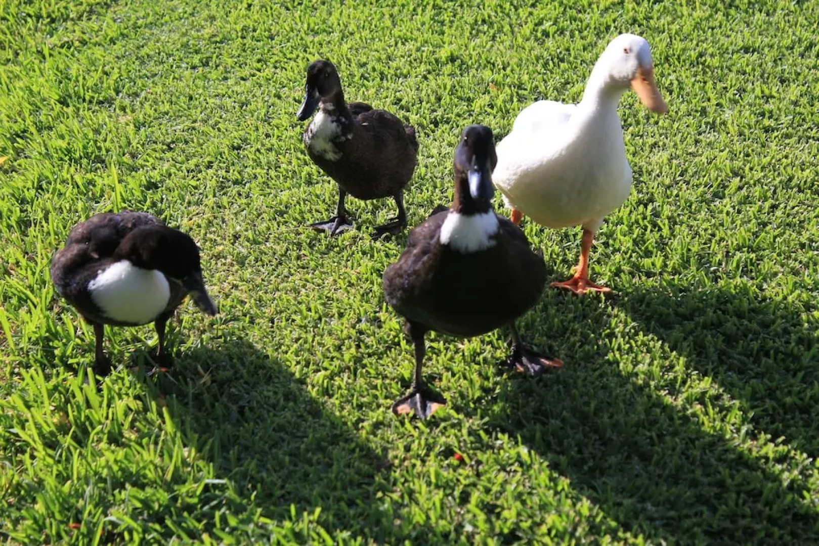 Al Agia - Los Molinos de Padul