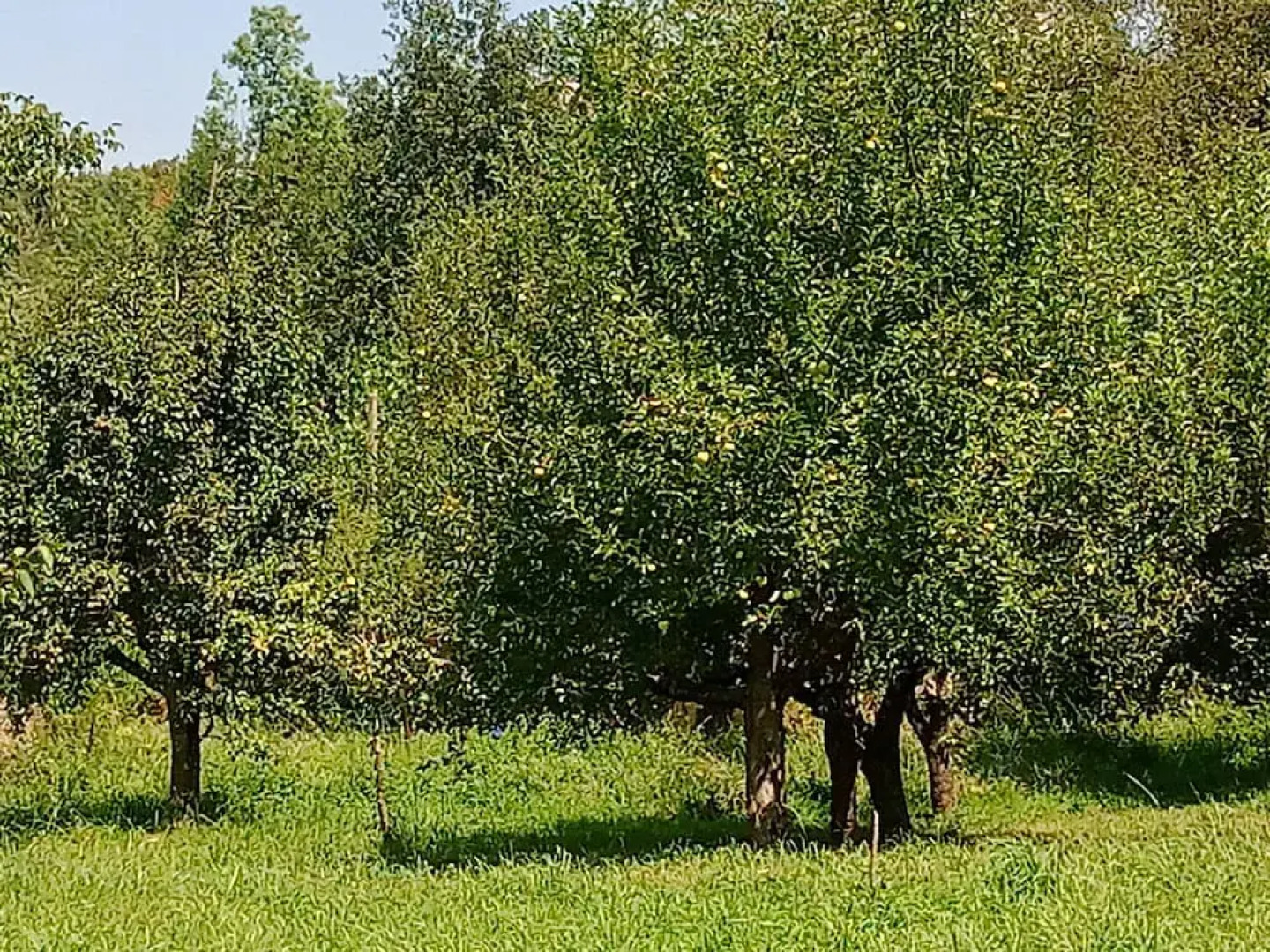 Castro Caldelas - Cottage - Sleeps 2 - Petfriendly