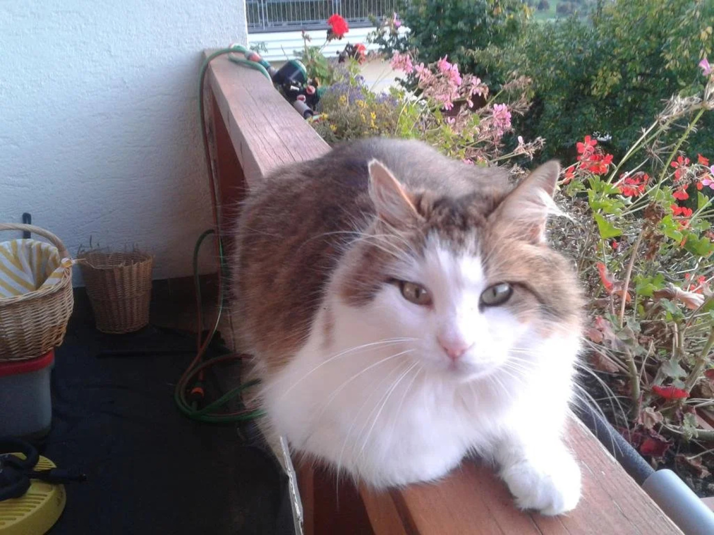 Appartements zur Weltcupkugel