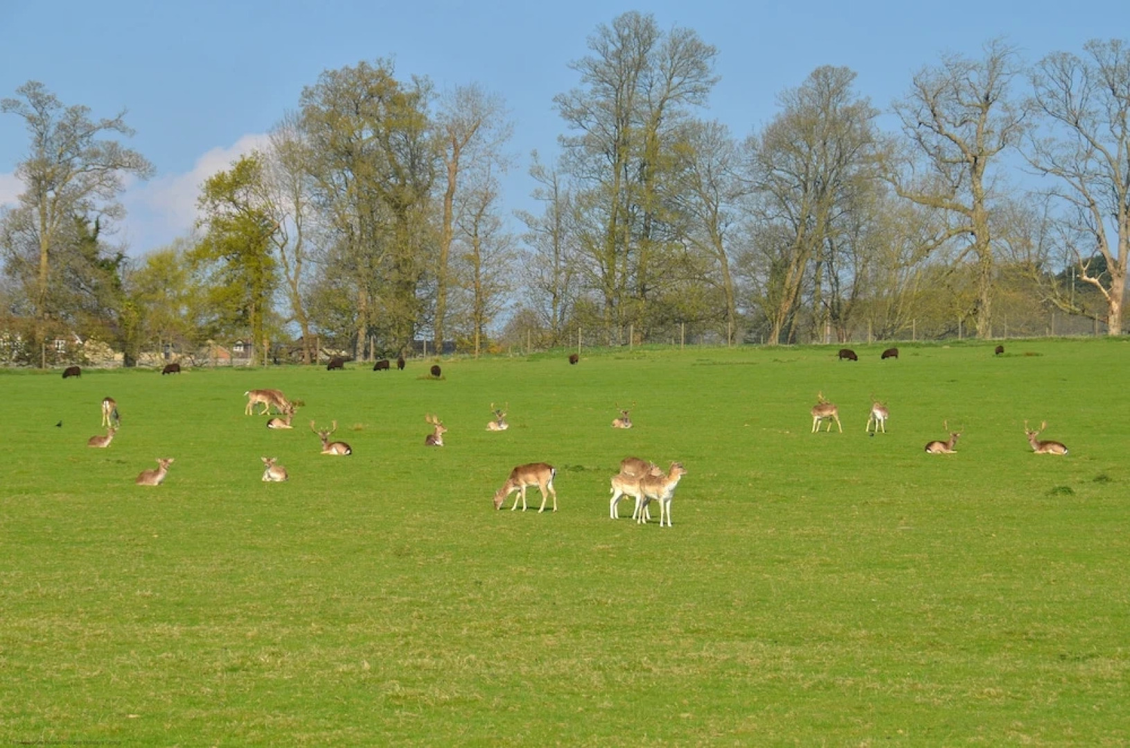 The Cottage at Tillington