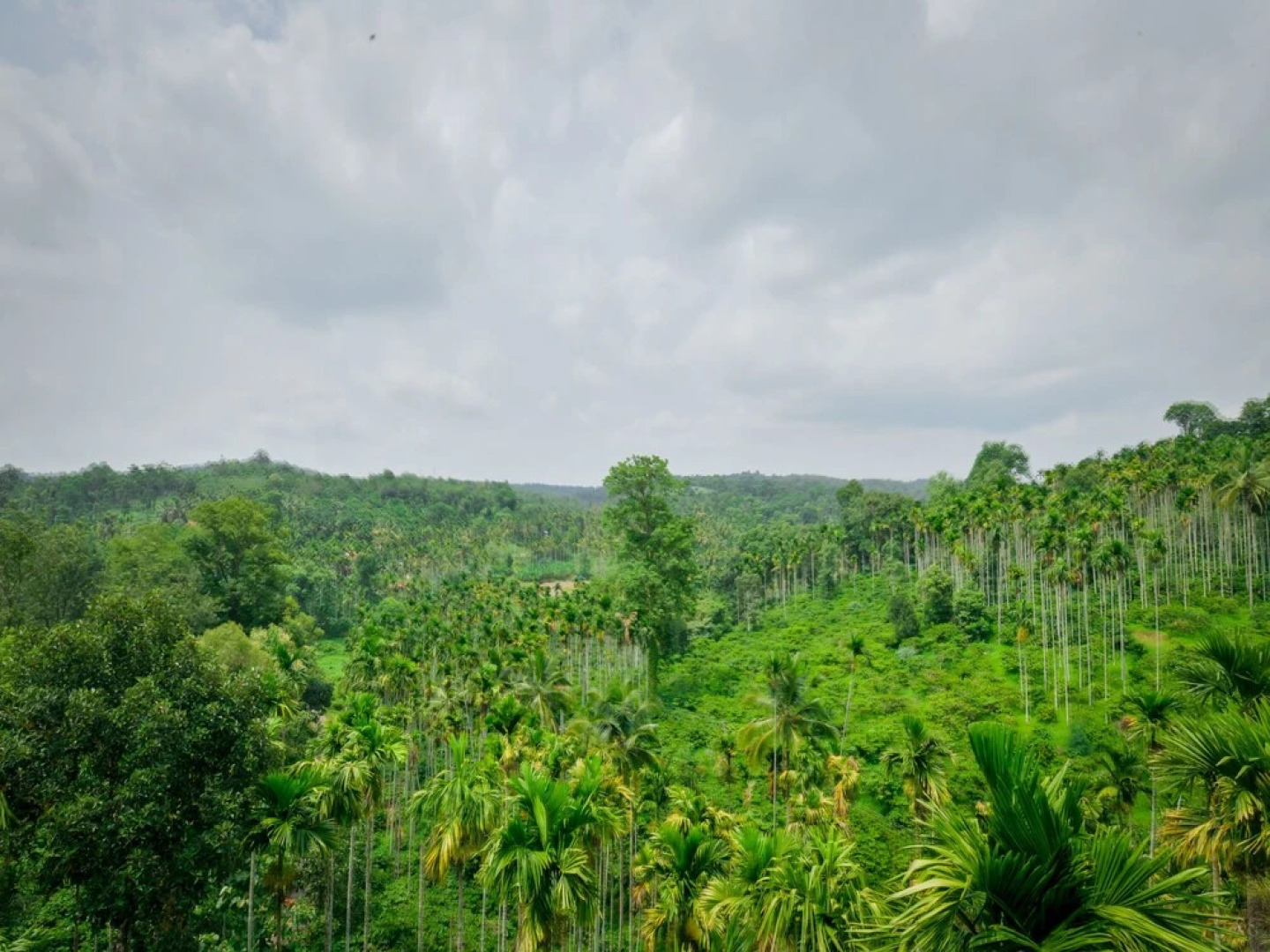 Wayanadia Resort Hotel