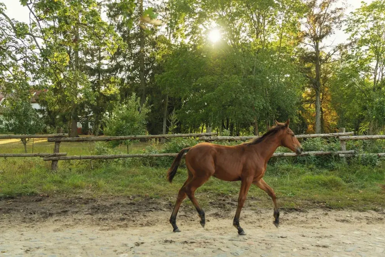 Stary Młyn Strzeszyn