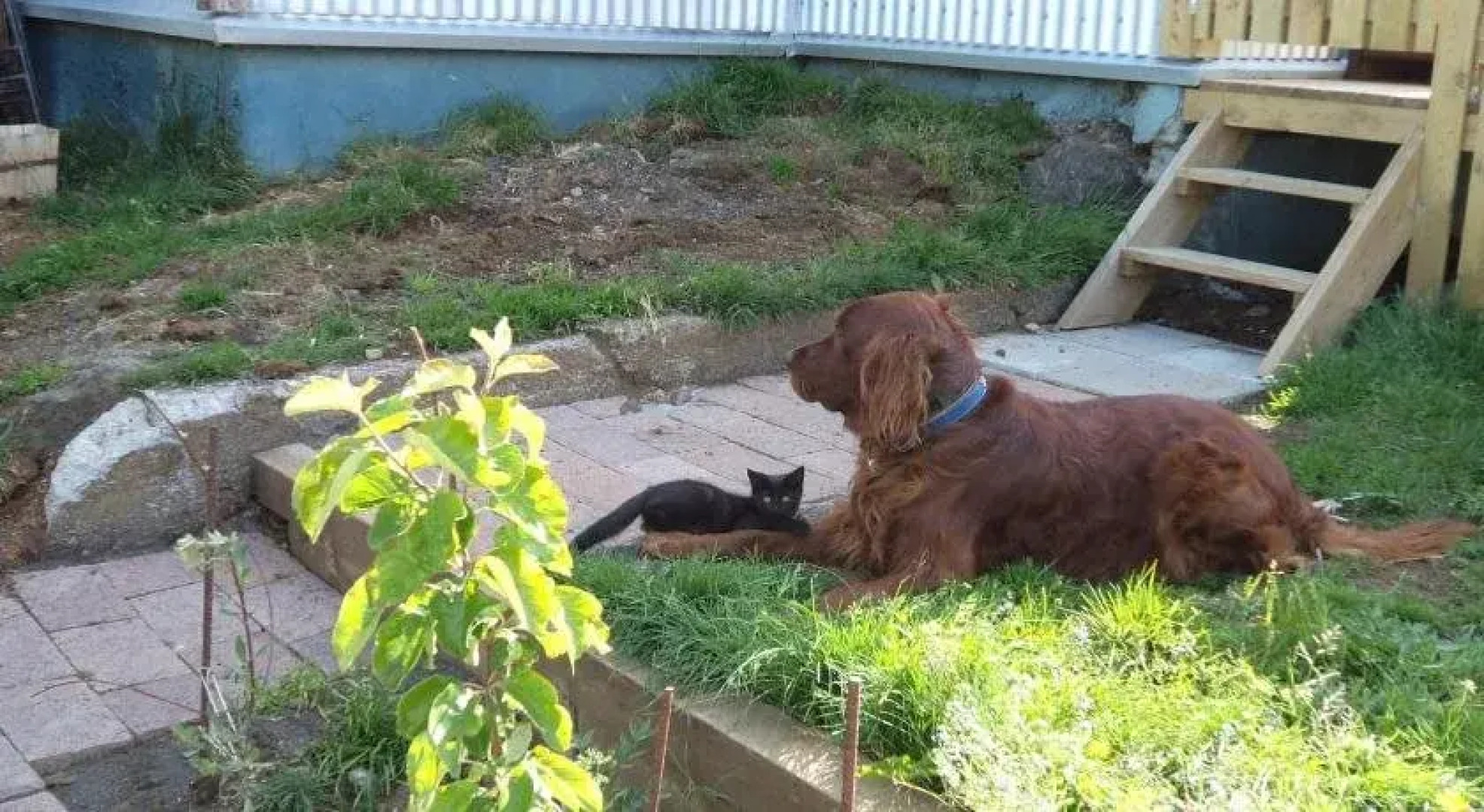 Eddas Farmhouse in Town