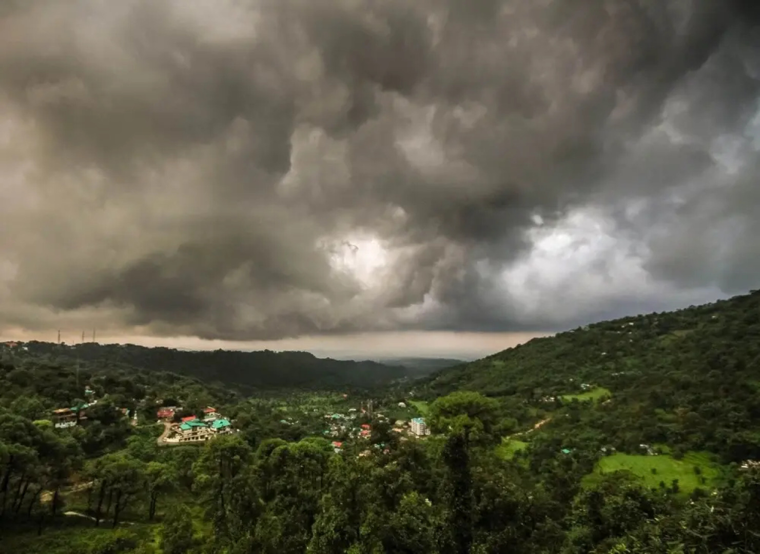 Little Mastiff - Dharamshala