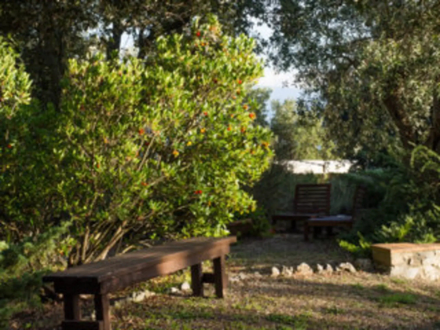 poggio alla rocca - corbezzolo