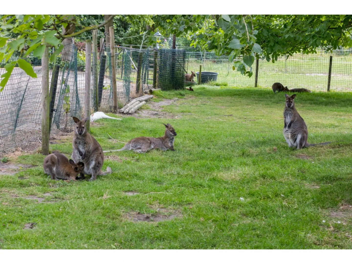 Tiny wrap house 'Woodpecker' on the edge of nature reserve and beach