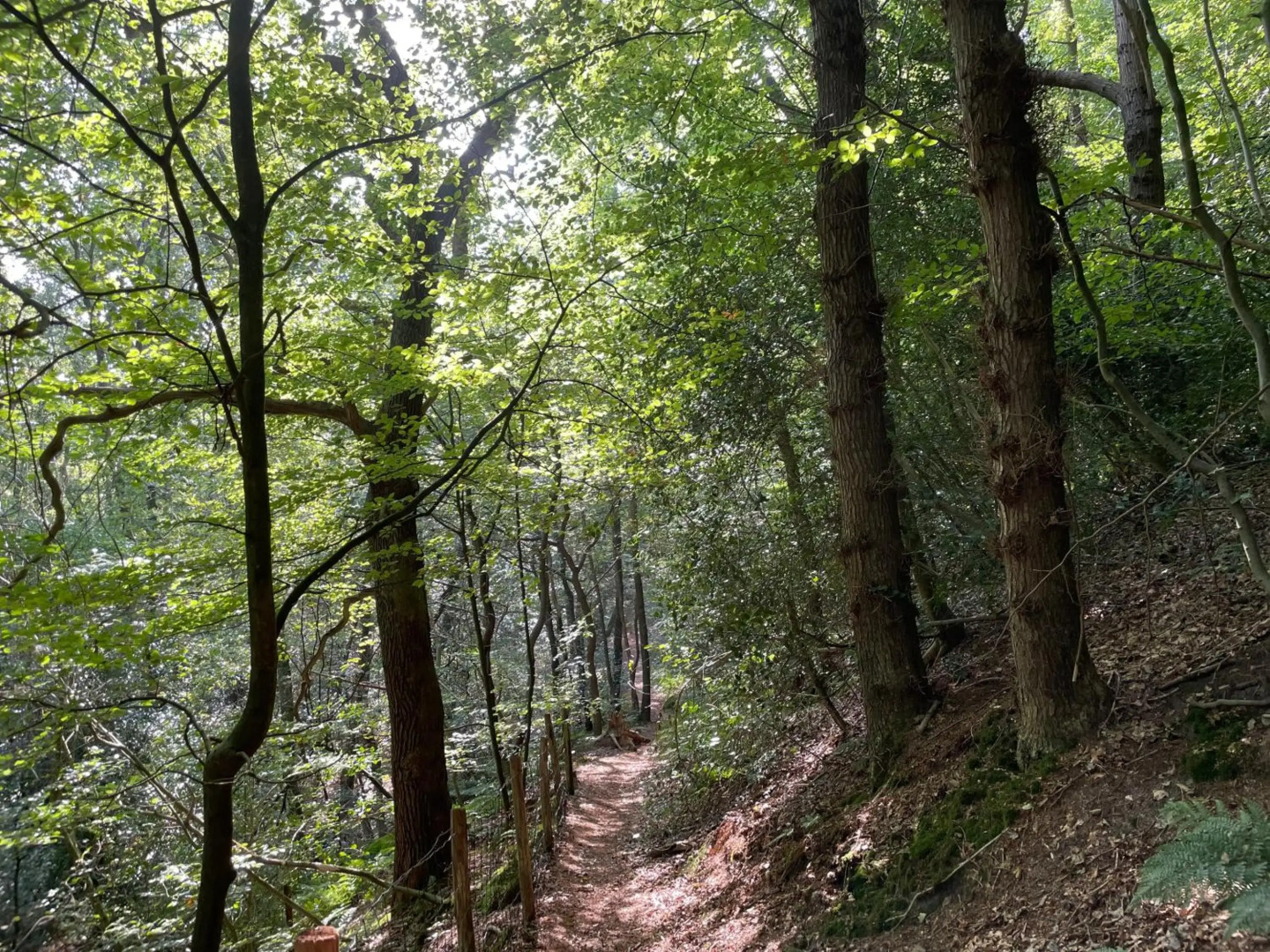 The Forester Schoorl