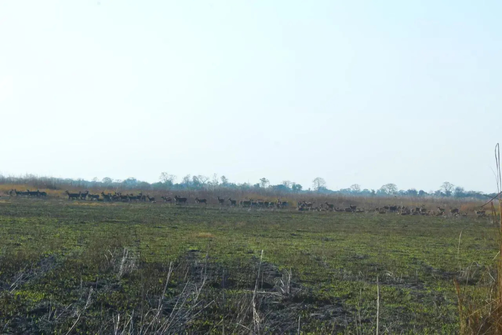 Suklaphanta Jungle Cottage