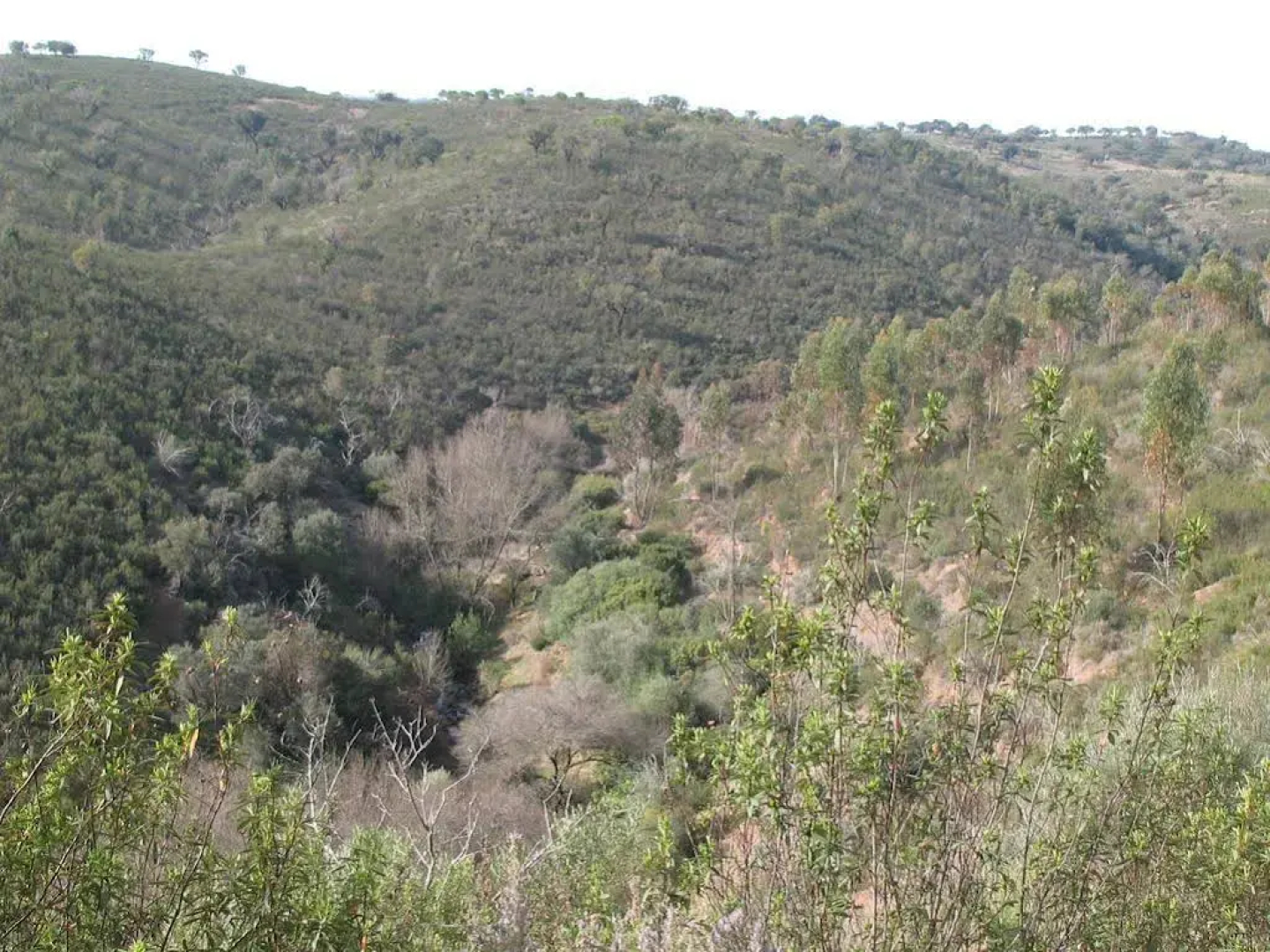 Herdade Do Rio Torto