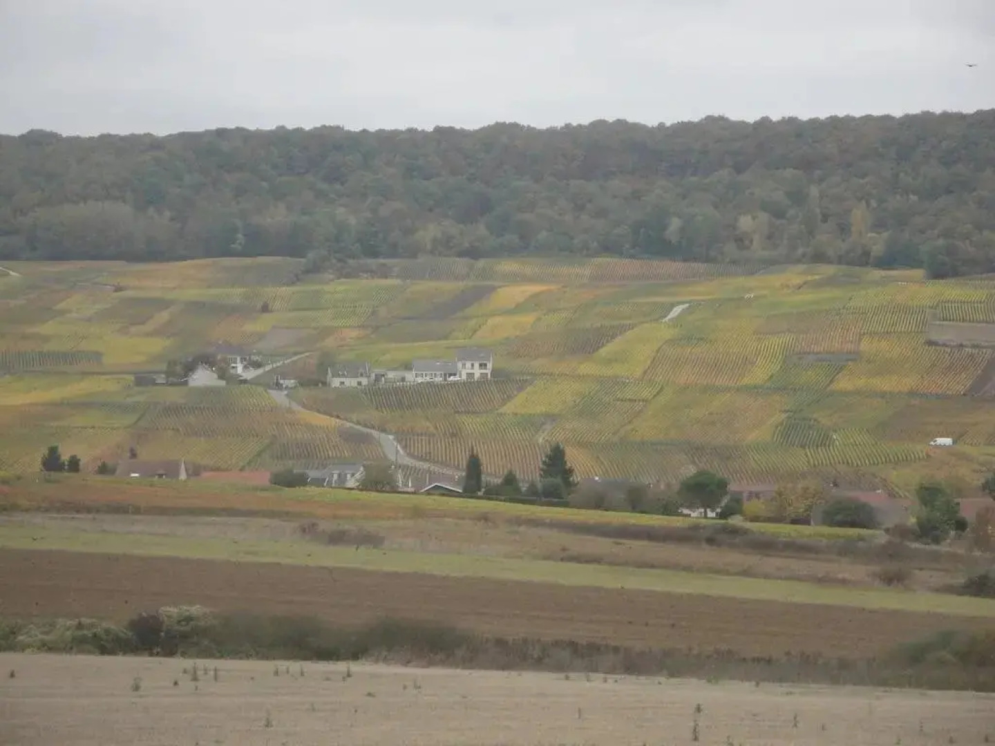 Instant Present En Champagne