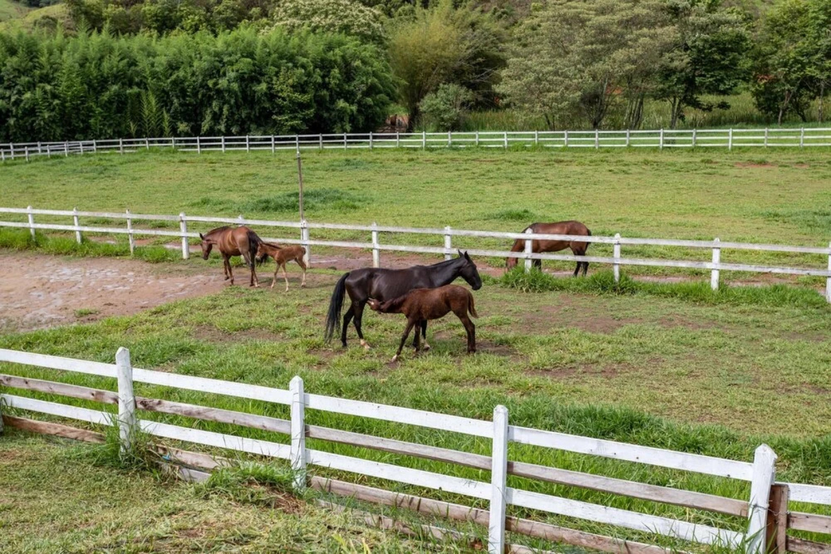 Farm in Pouso Alto MG Tranquility and Comfort