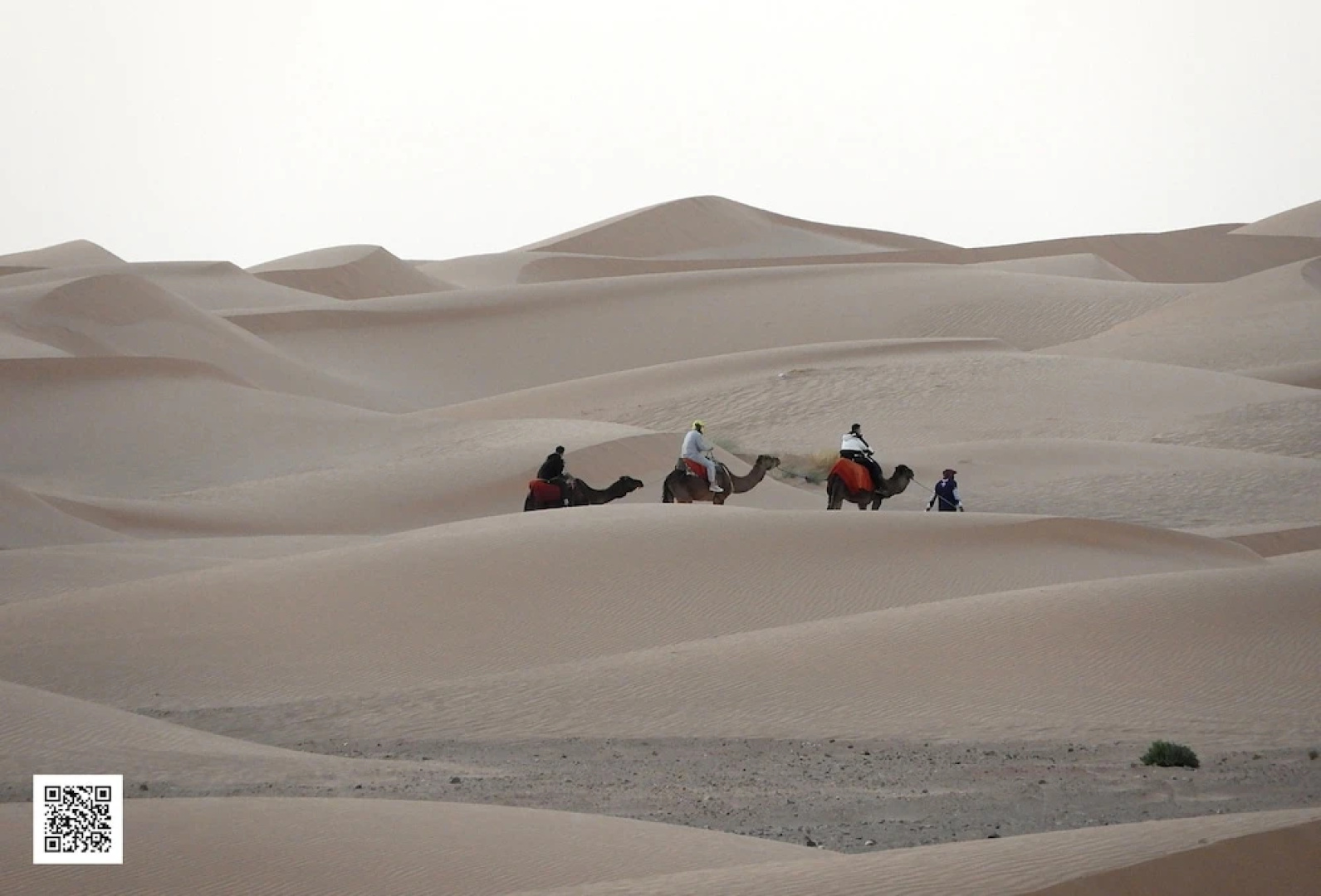 Sahara Camel Trips