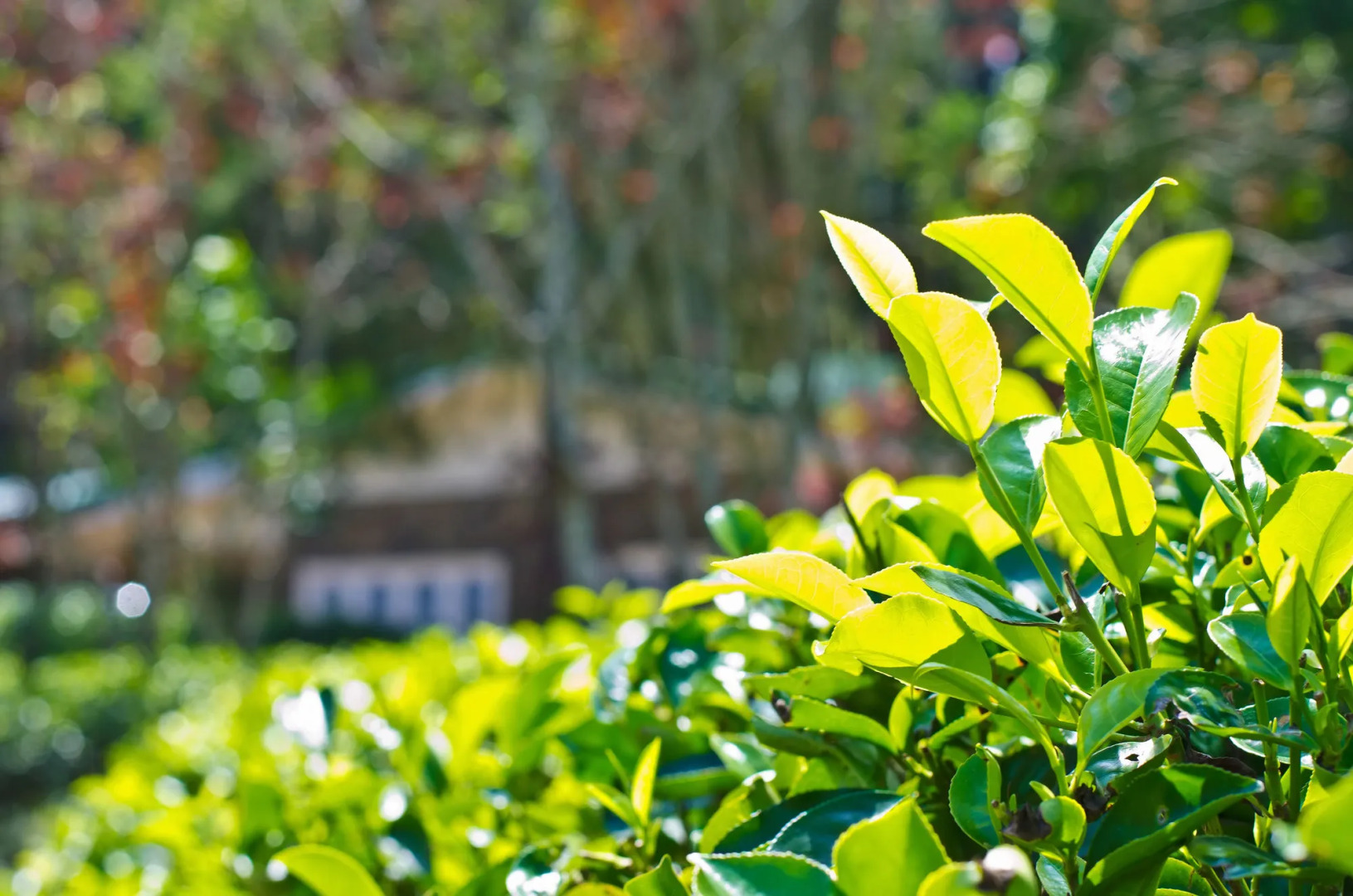 The Greendale Bungalow