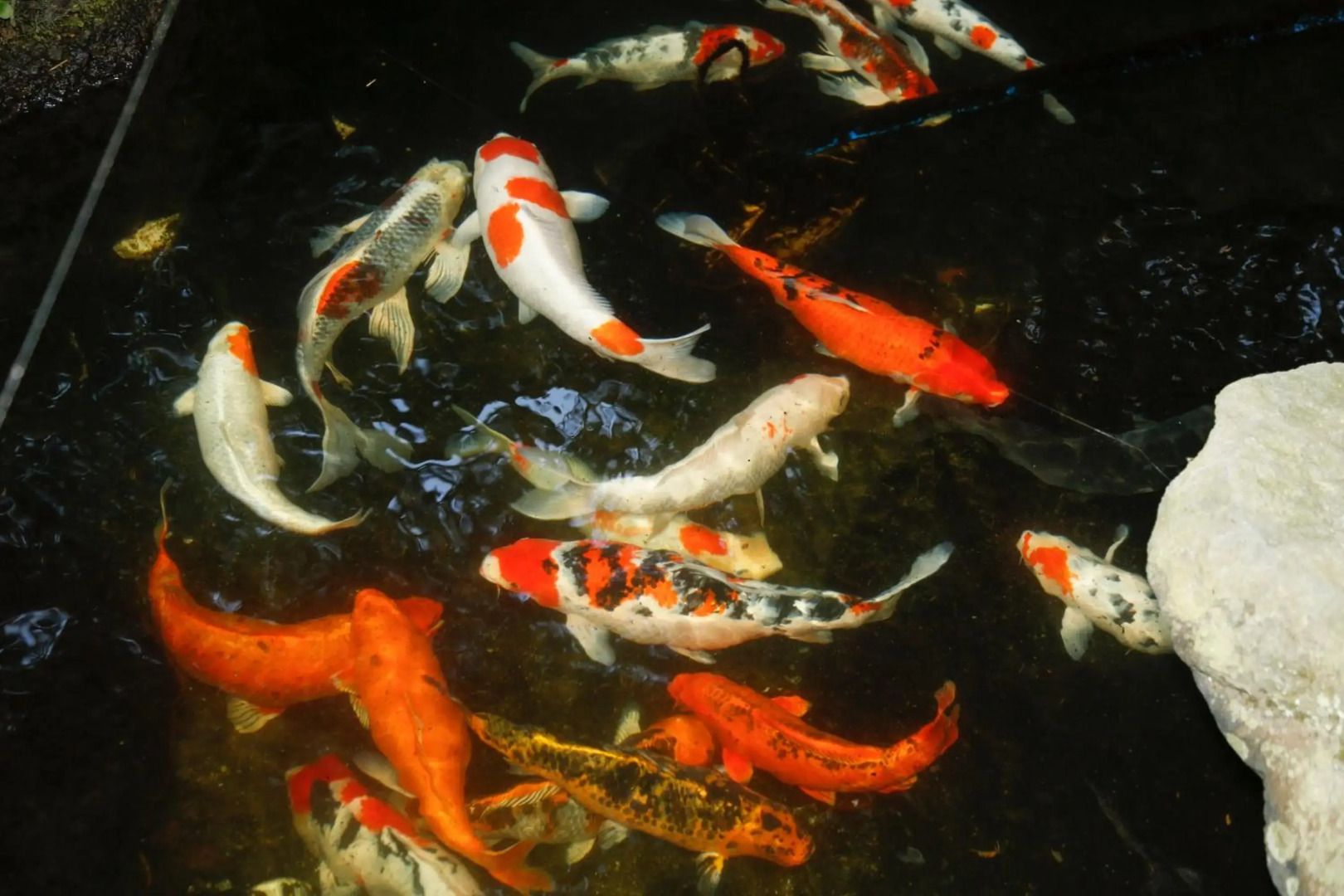 Kinosaki Yumekoyado Tenbouen