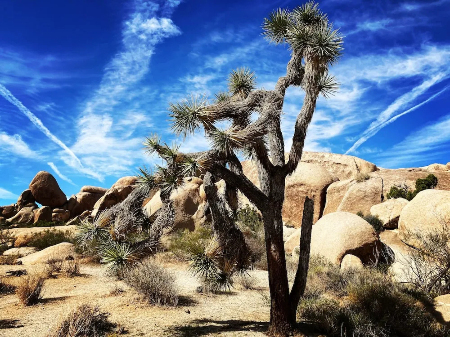 Oasis Inn & Suites Joshua Tree - 29 Palms