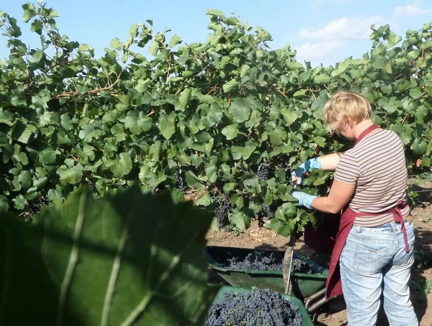 Hotel Weingut Rosenhof