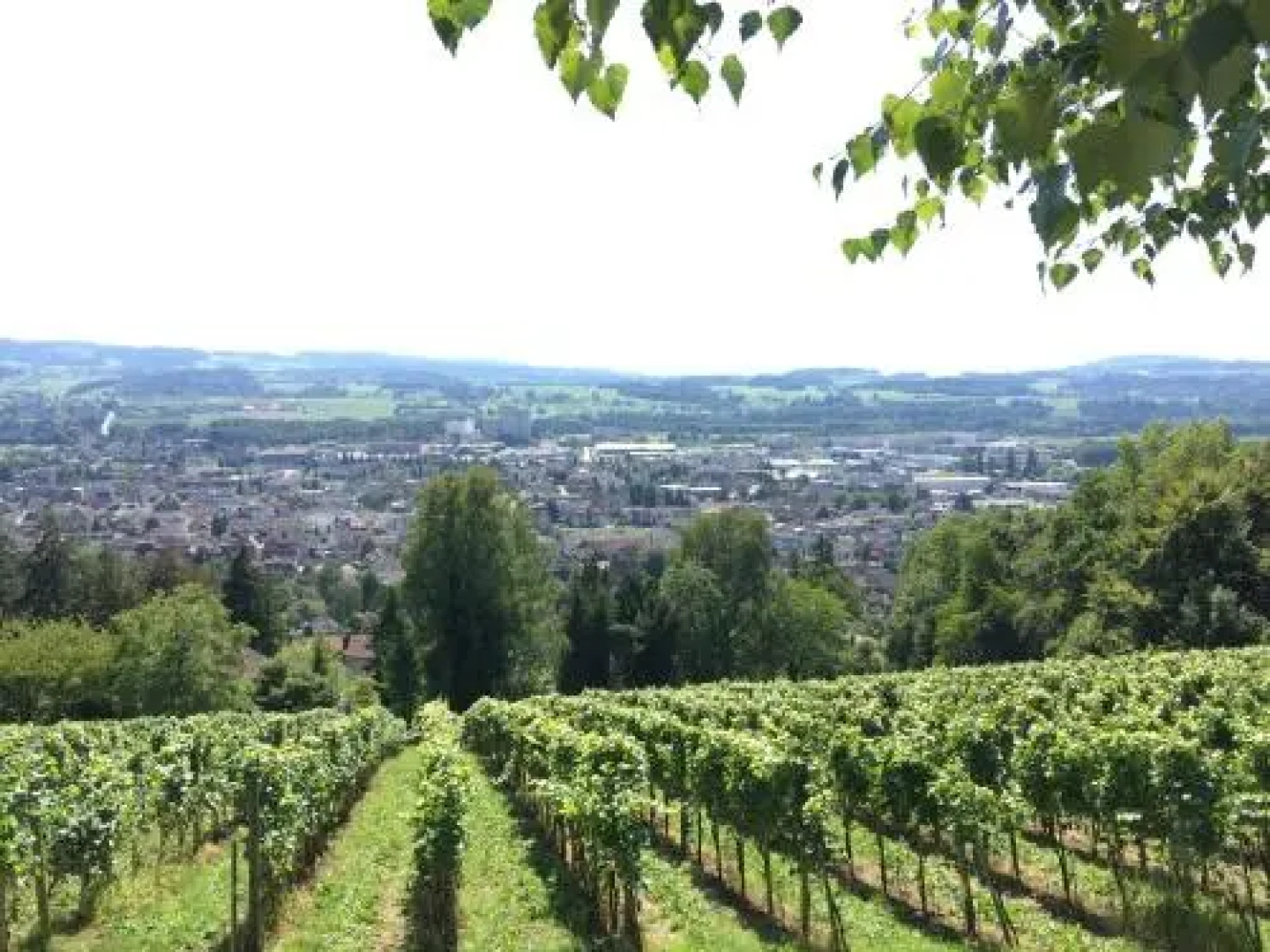 Thurgauerhof