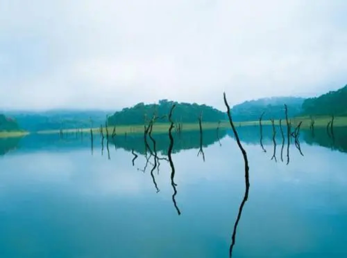 Thekkady Woods