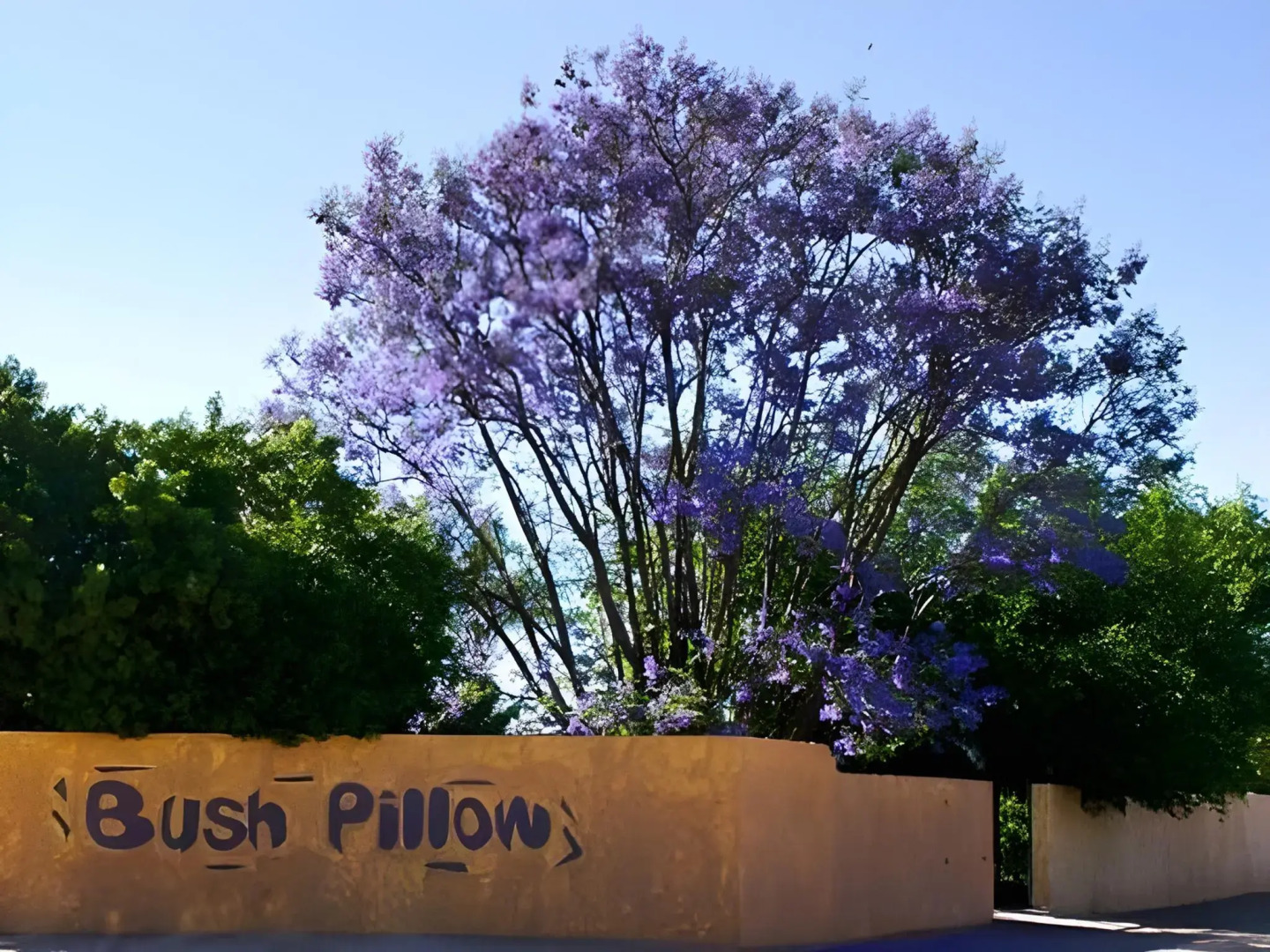 Bush Pillow Guest House