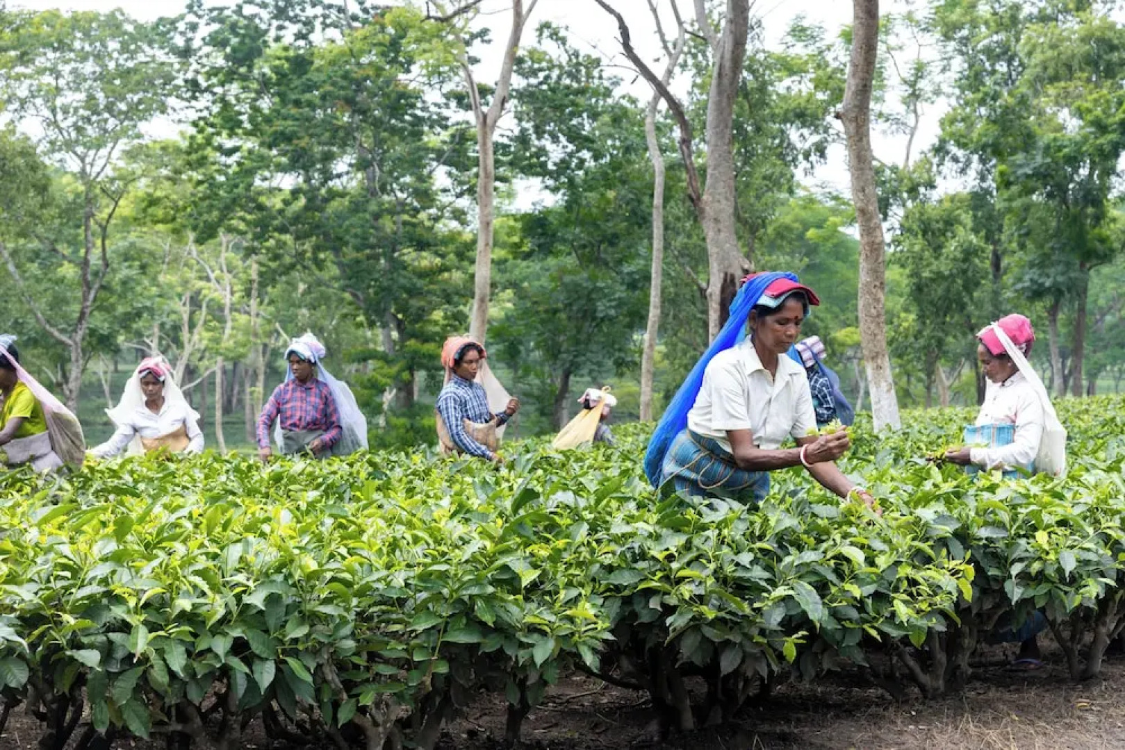 The Baradighi Bungalow - A Heritage Tea Resort