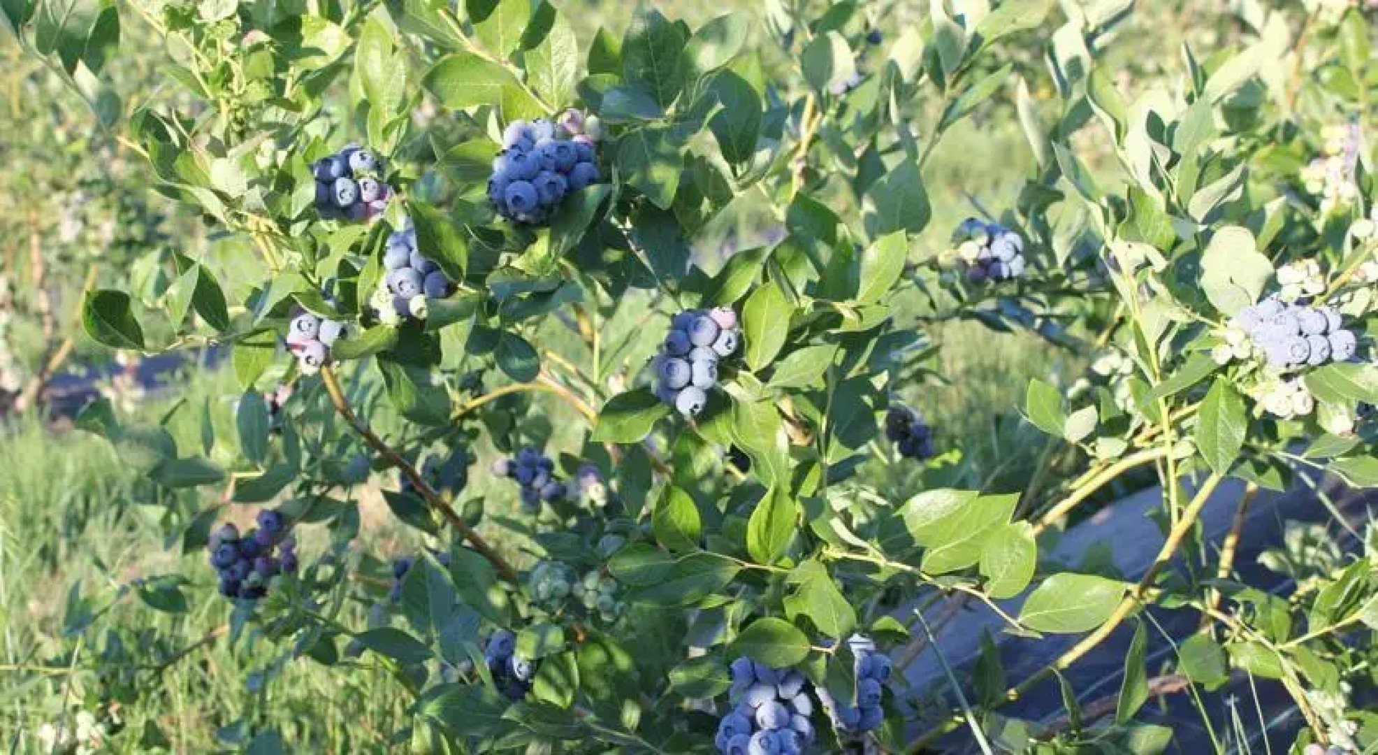 Quinta dos Carvalhais