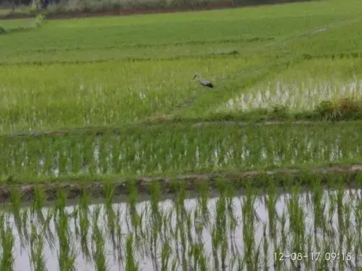 Sundarban Welcome Homestay