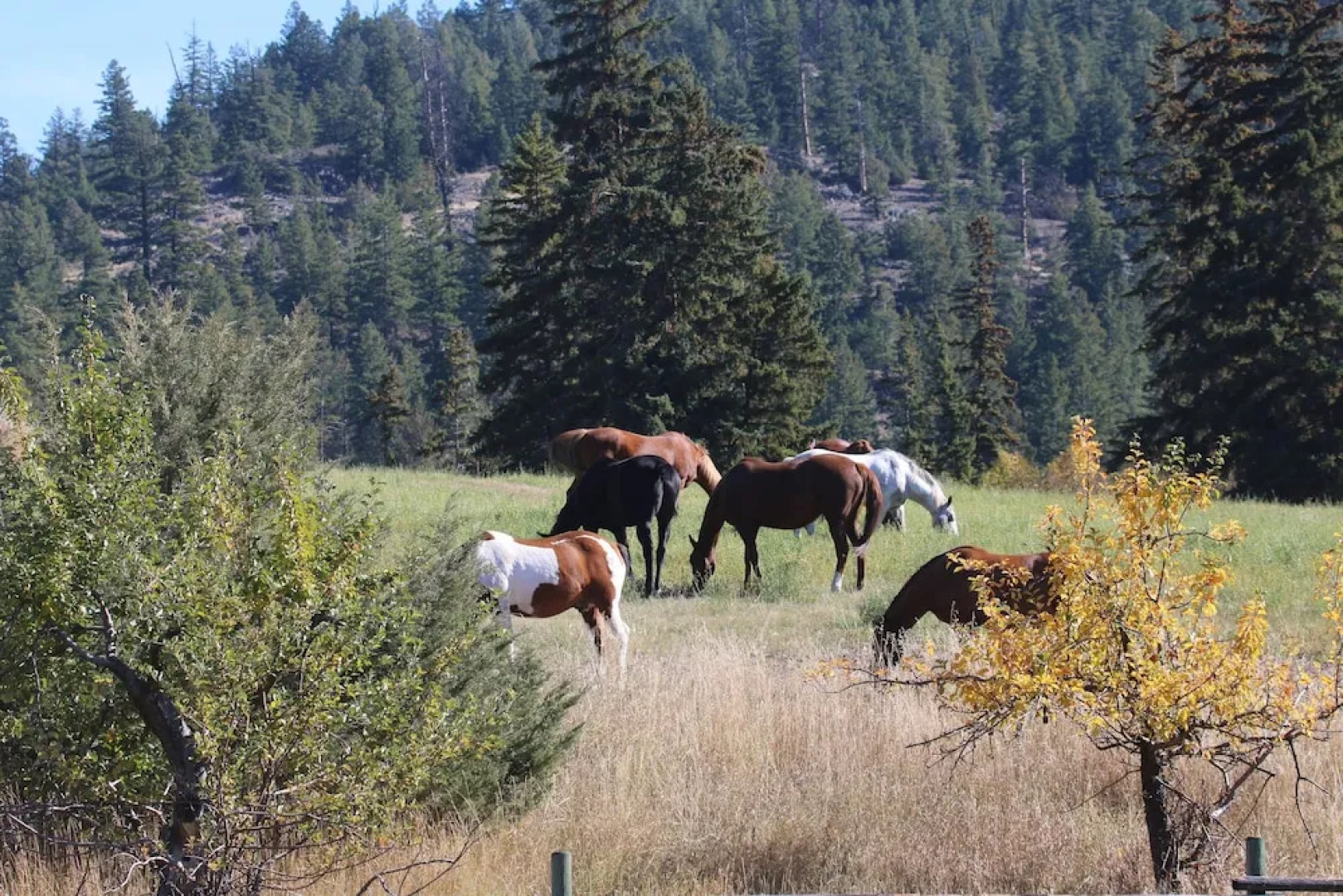 YD Guest Ranch