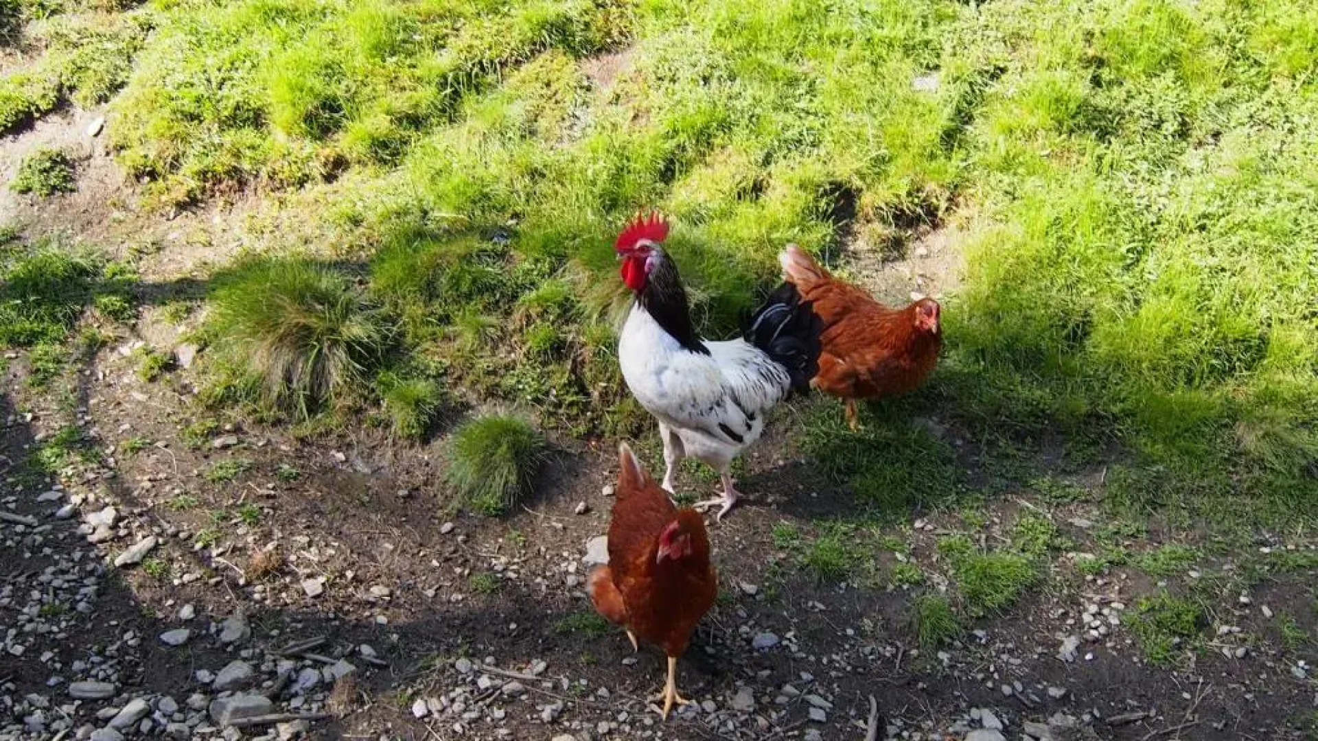 Mösslacher's Ferienwohnungen