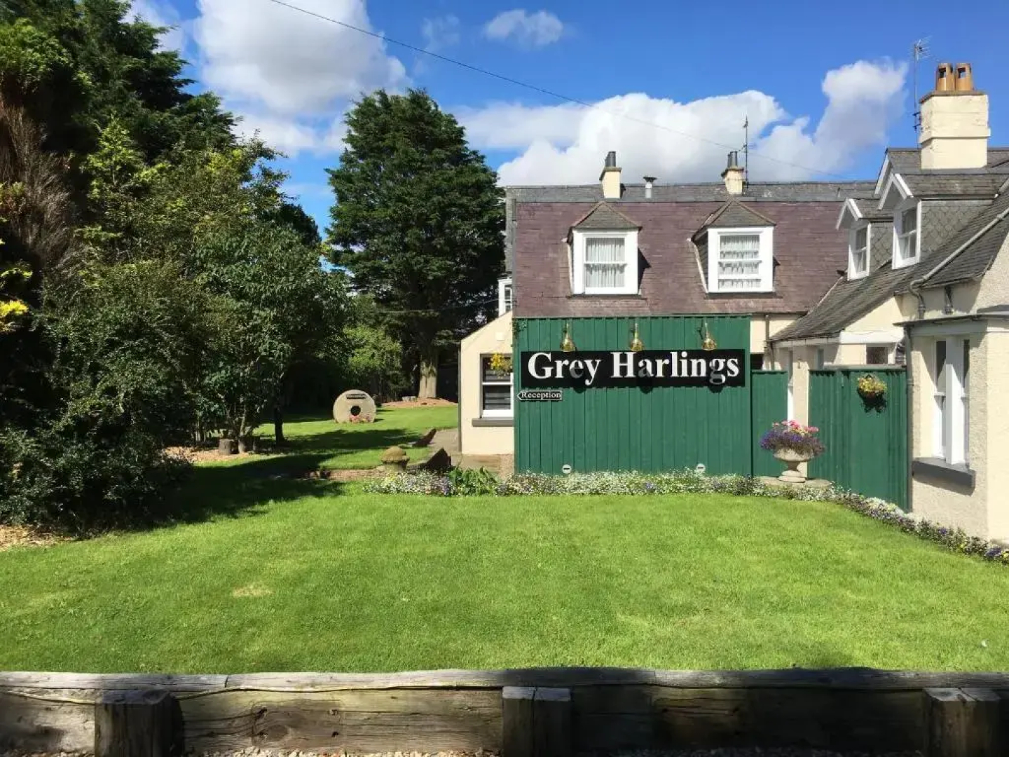 Grey Harlings