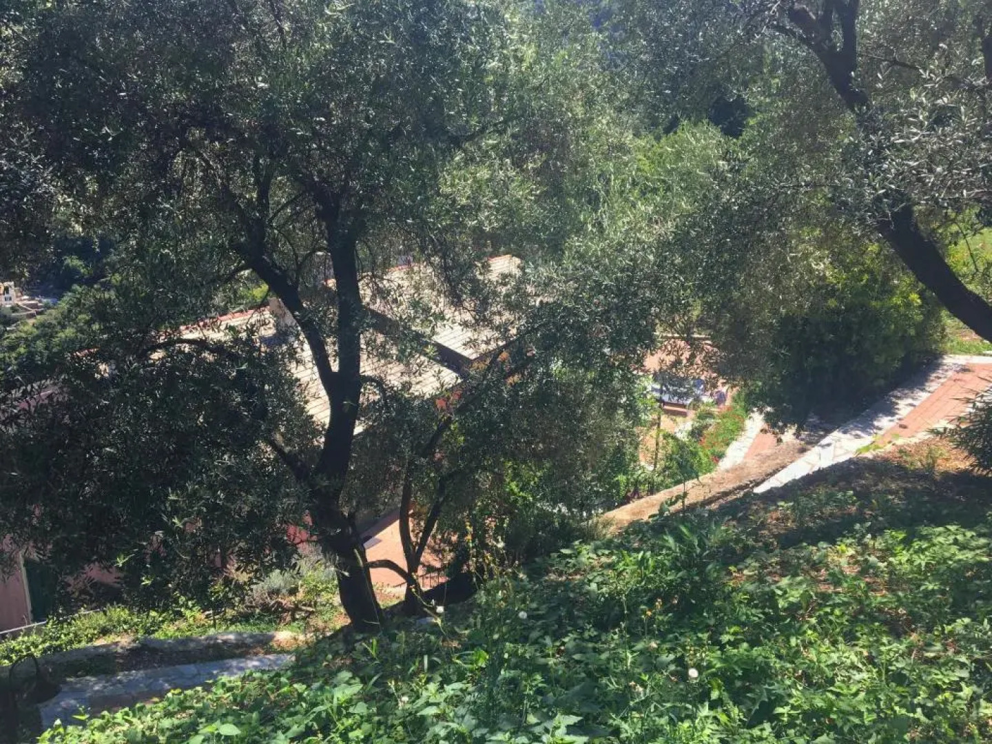 Villa Olivari - apt il Cedro