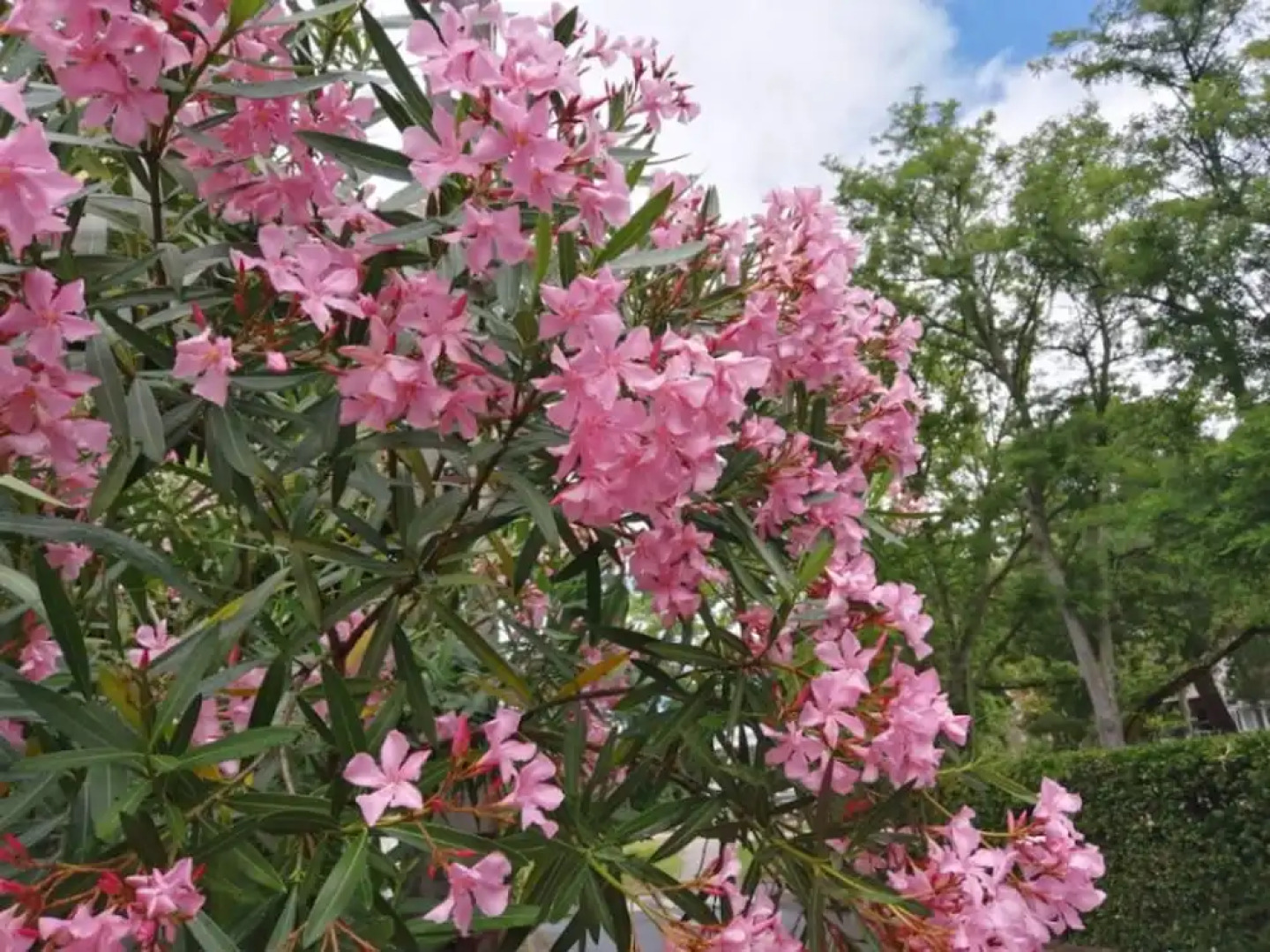 La Maison des Rosiers