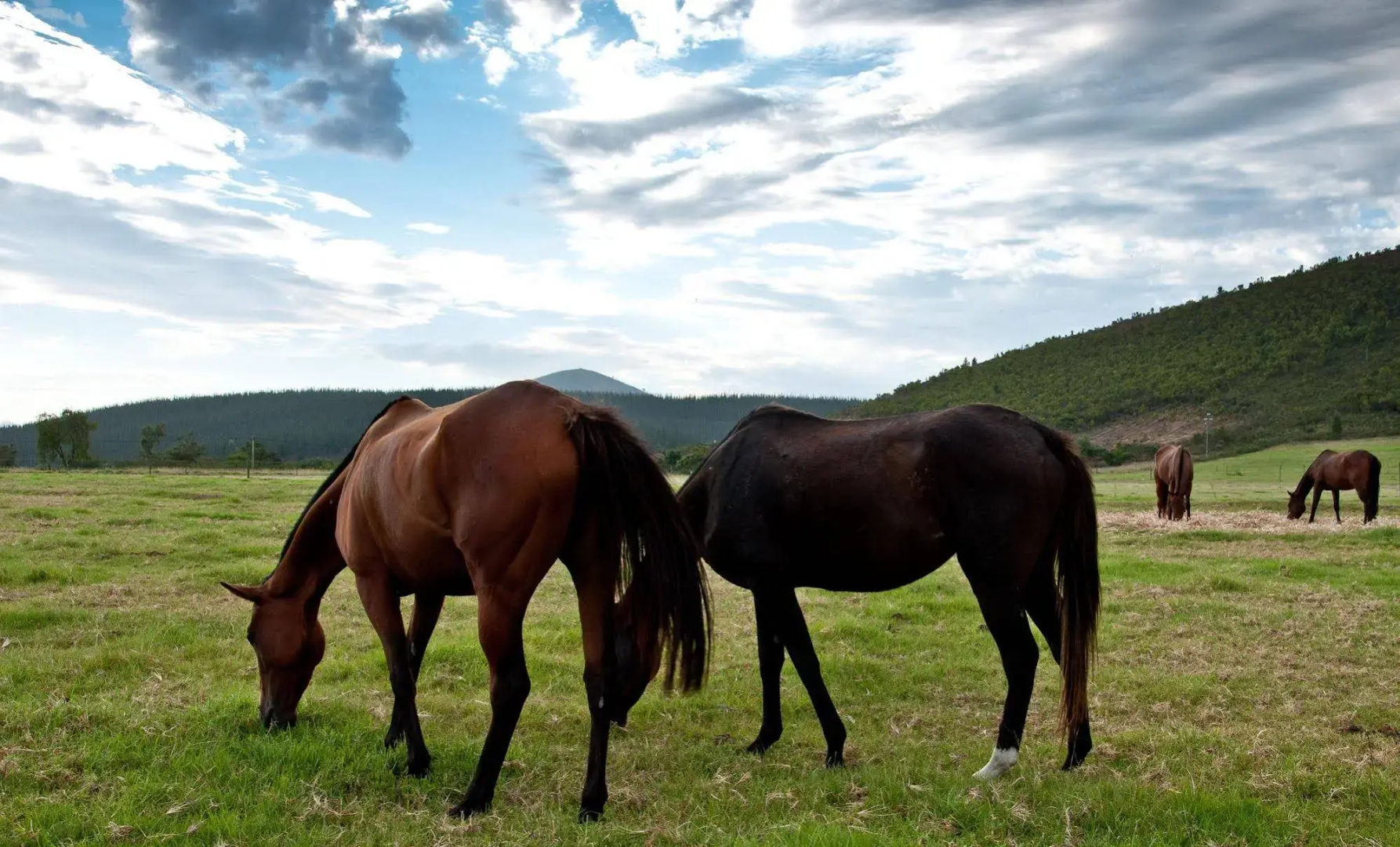 Kay and Monty Vineyard View