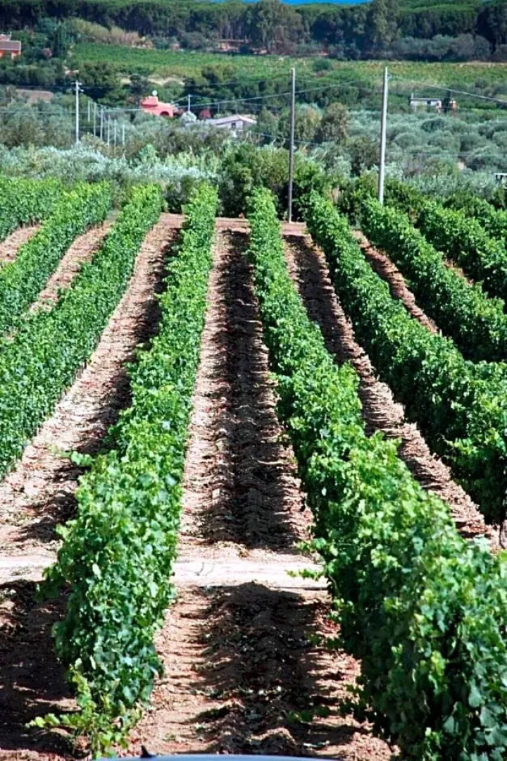 Serra Niedda Resort & Agriturismo