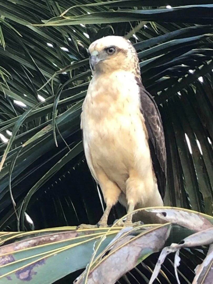 Sweet Spot Stay - Tikis and Treetops