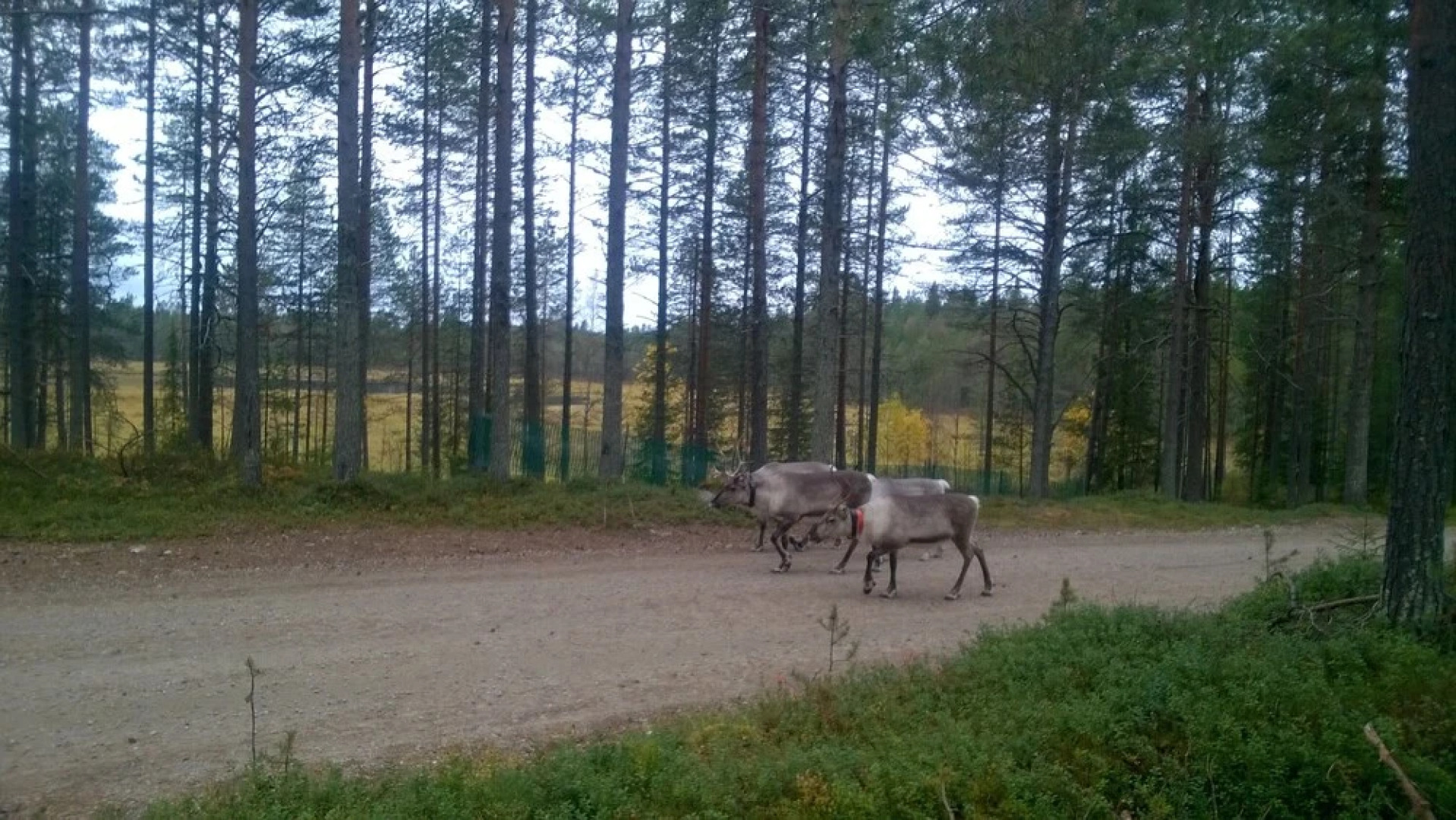 Kuusamon Keitaan Helmi