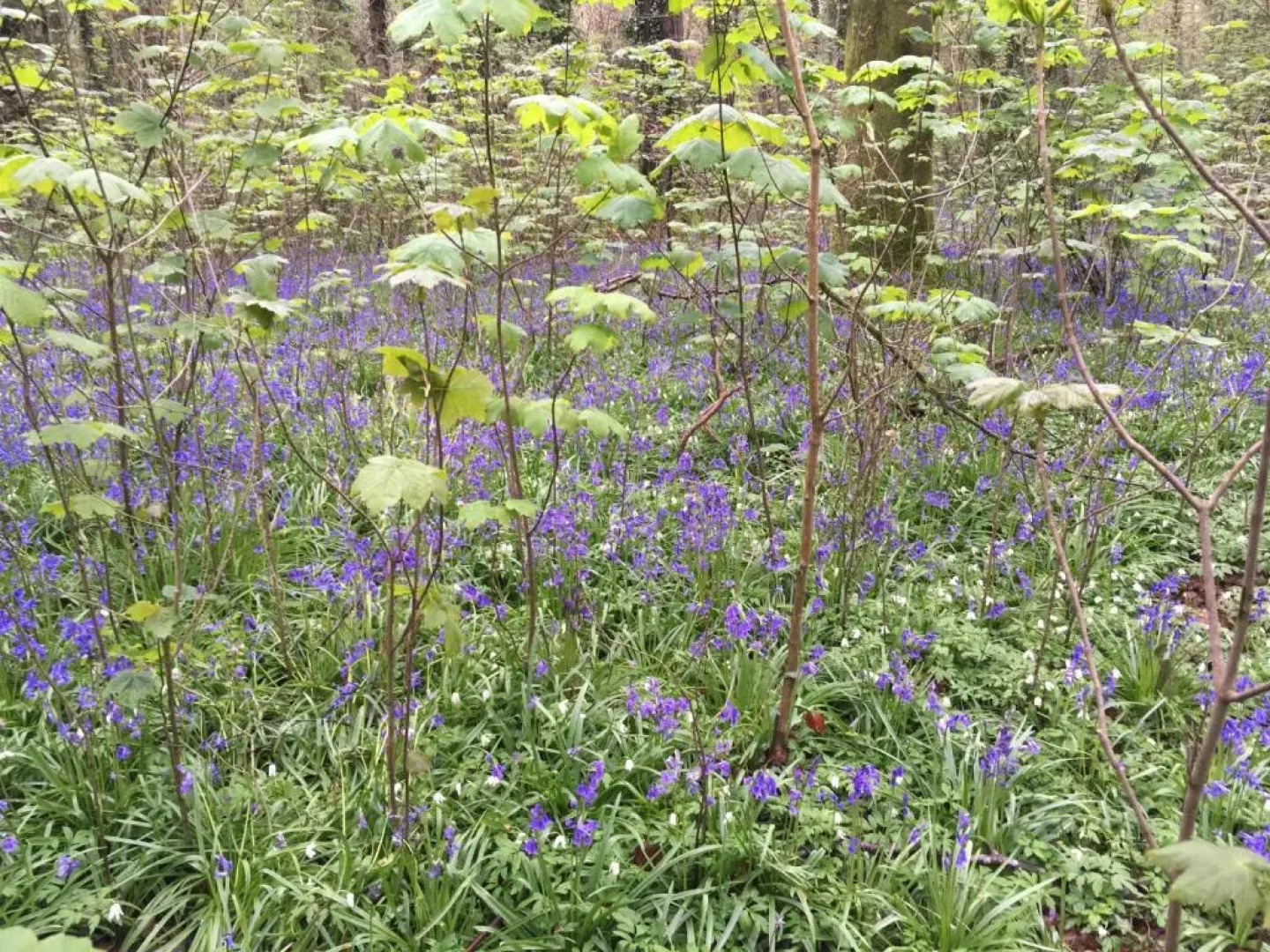 Woodlands Cottage Farm