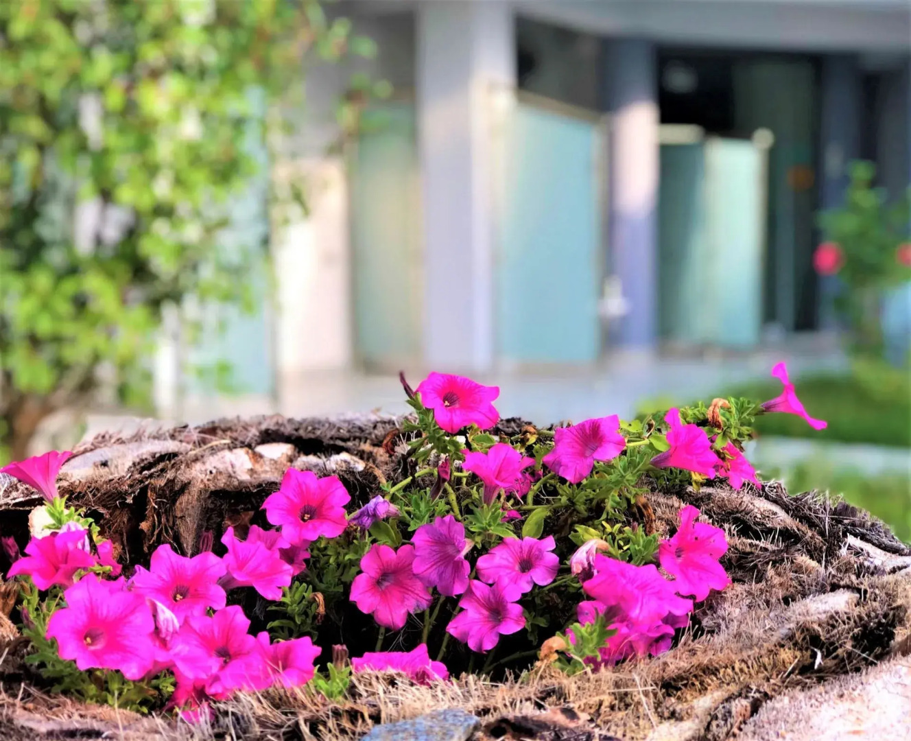 Alexanika Apartments