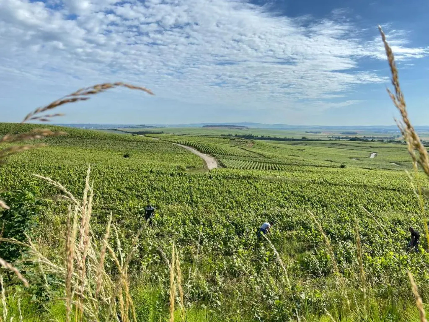 La Cour Tellier (Adults only)