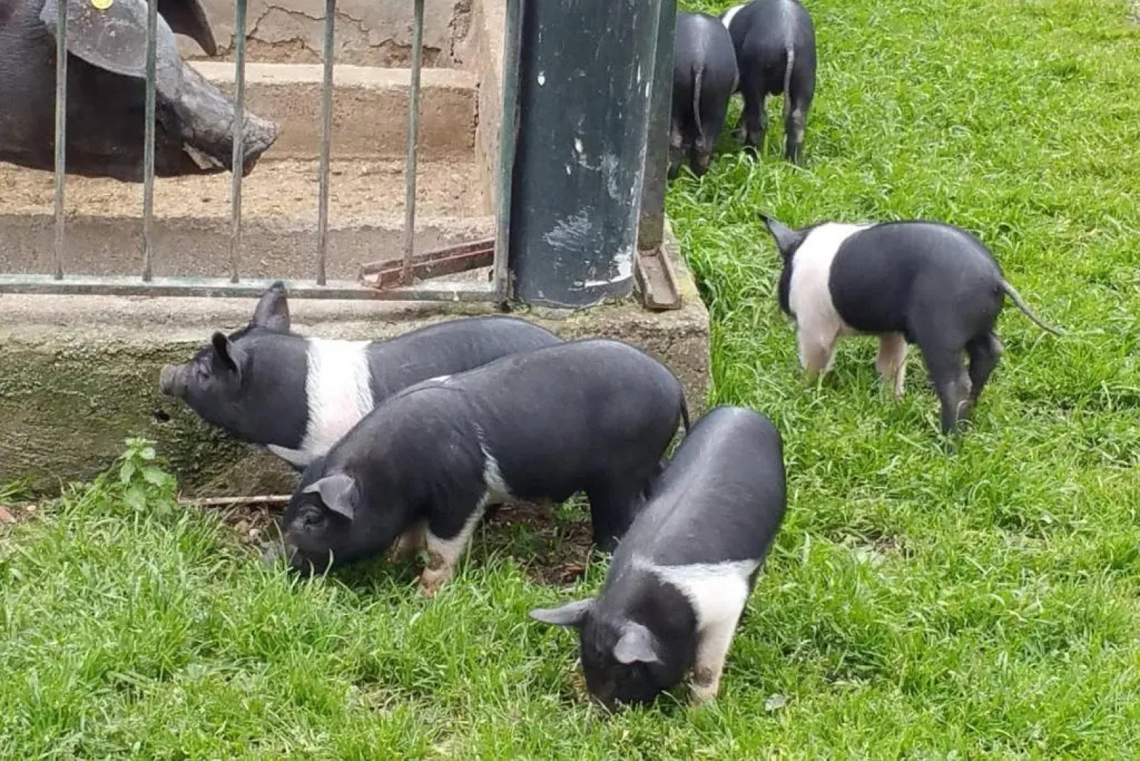 piccolo casale a "le Moline" in una vera fattoria