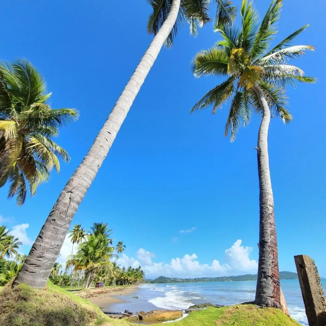 Parador Palmas de Lucía