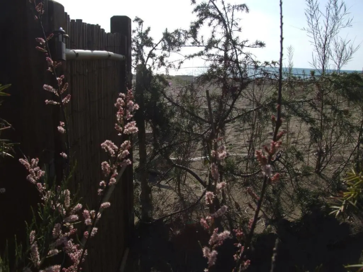 Azalea 7+3