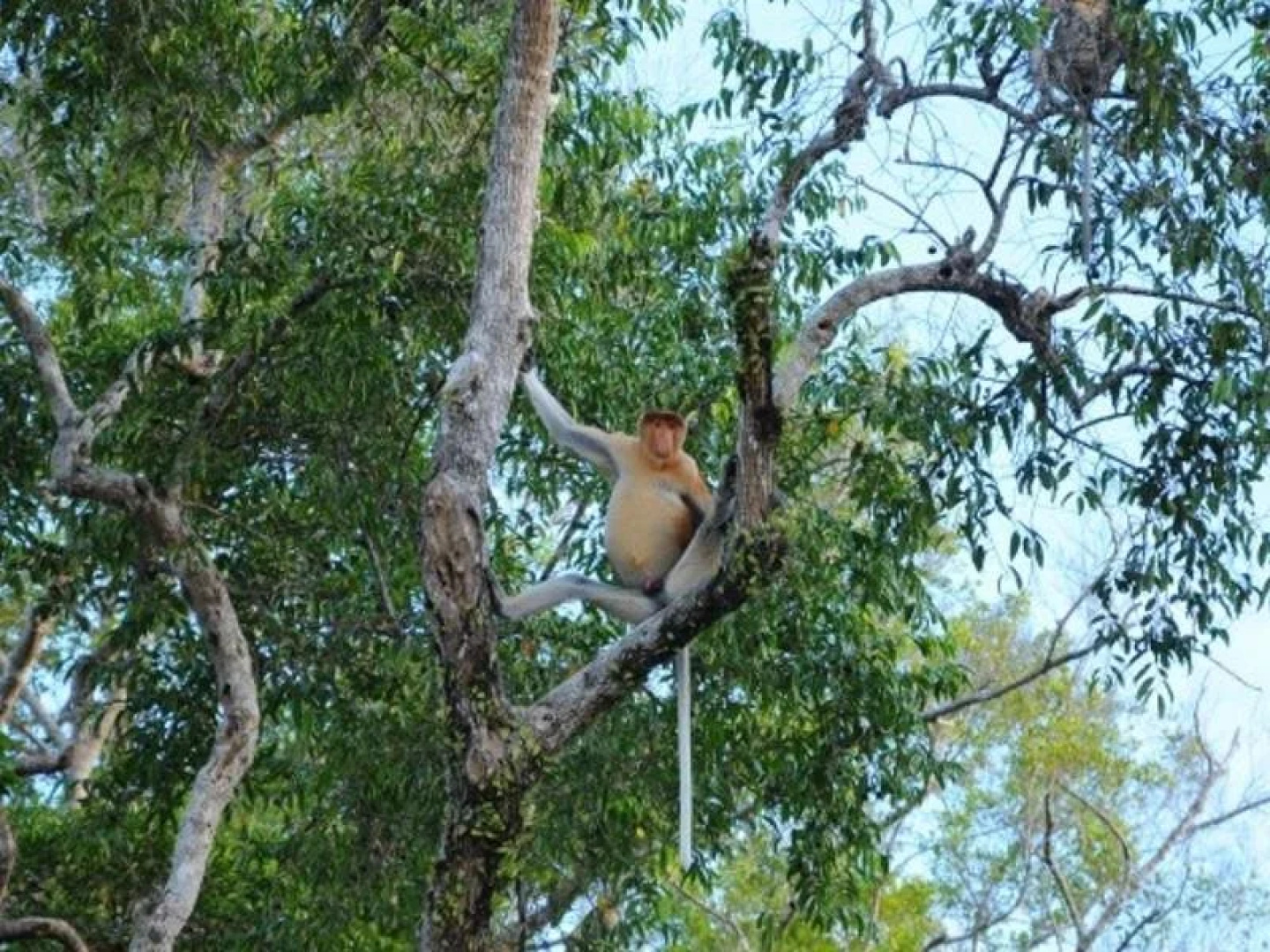 Kinabatangan Wetlands Resort