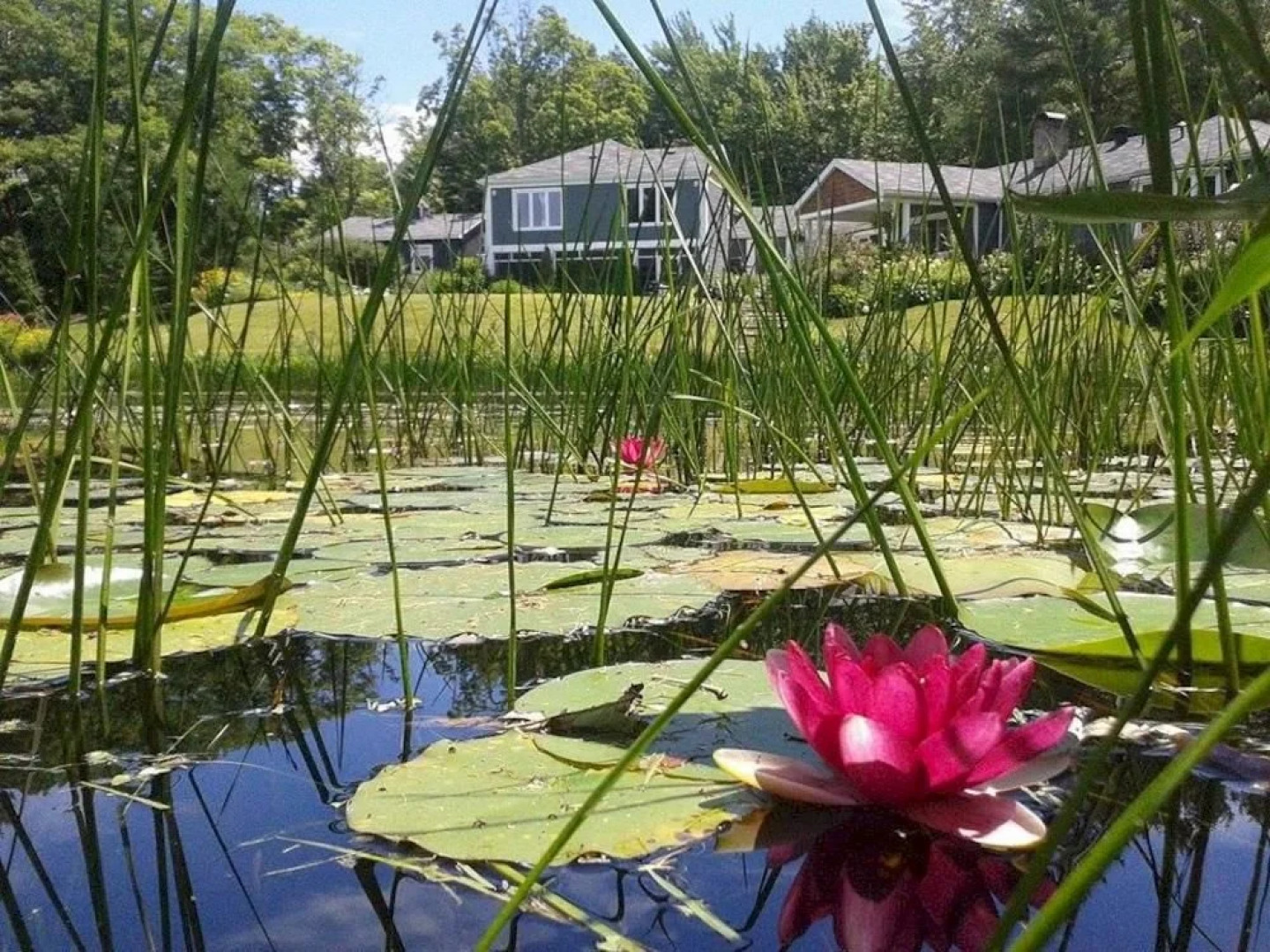 Gite La Grenouille Sautée