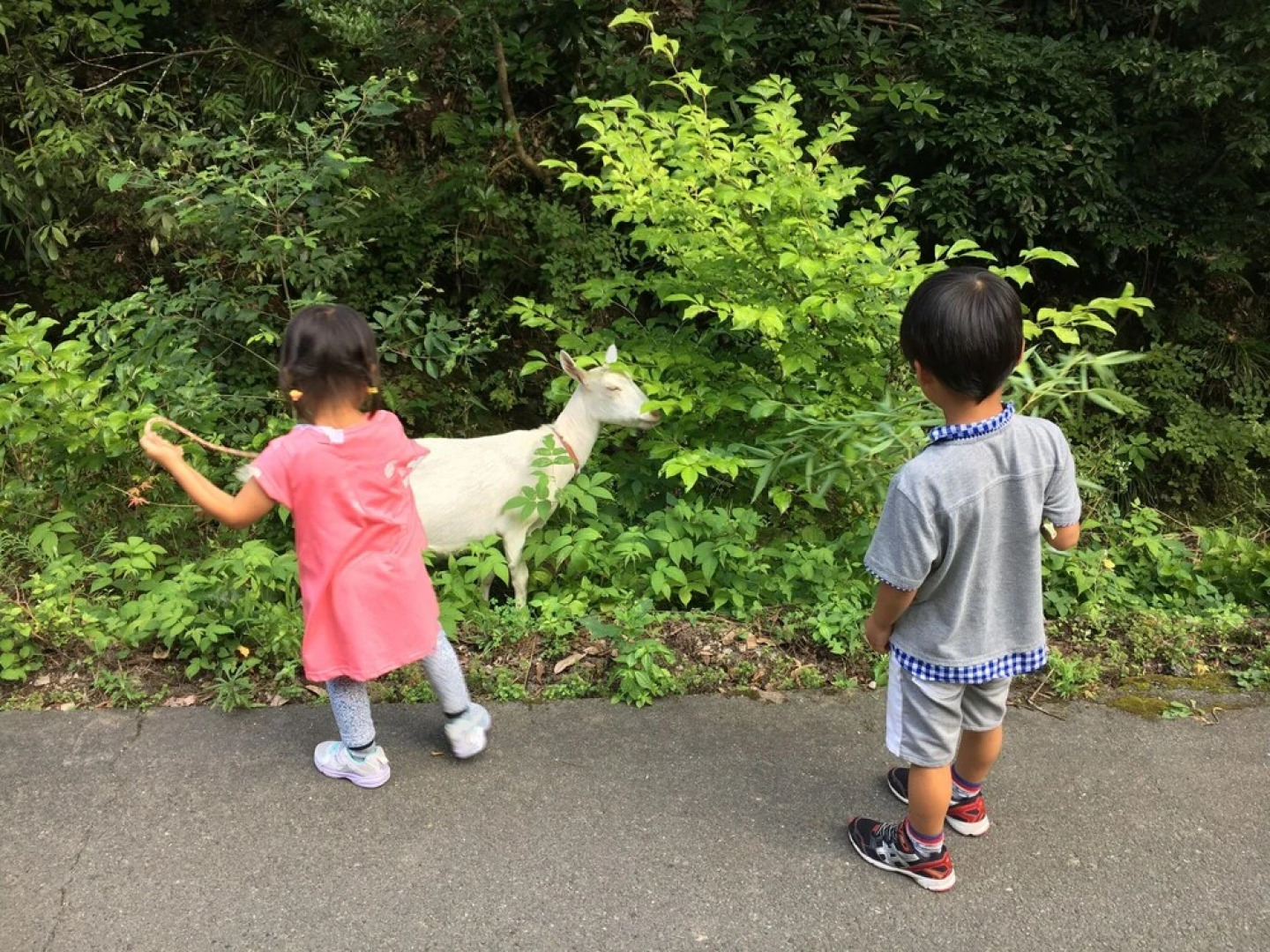 Guesthouse Mori No Eki