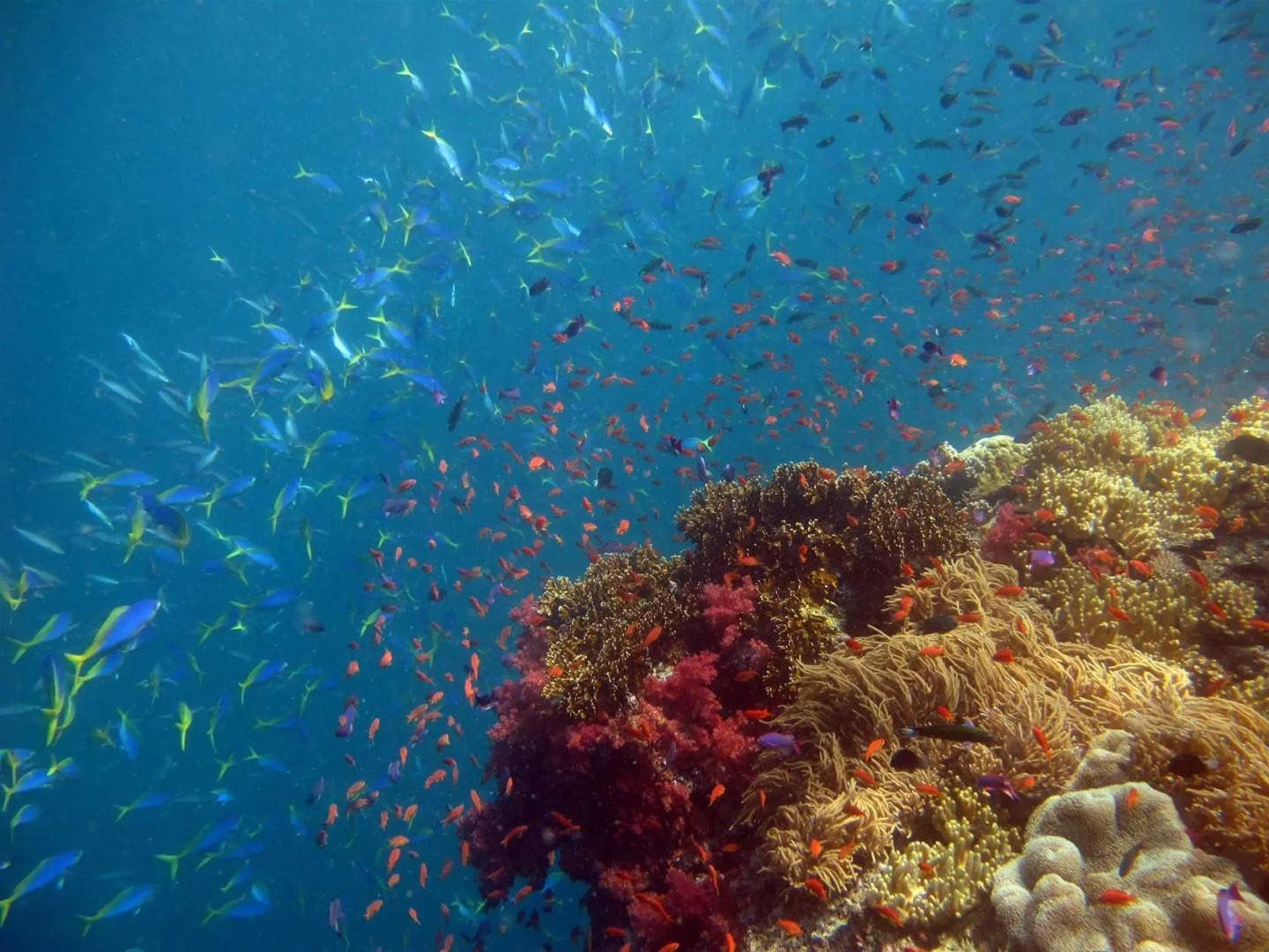 Naigani Island Resort