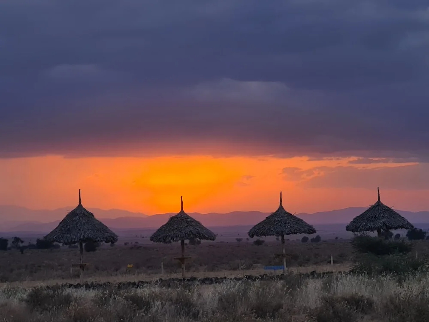 Amanya 1 -bed King Lion Tent