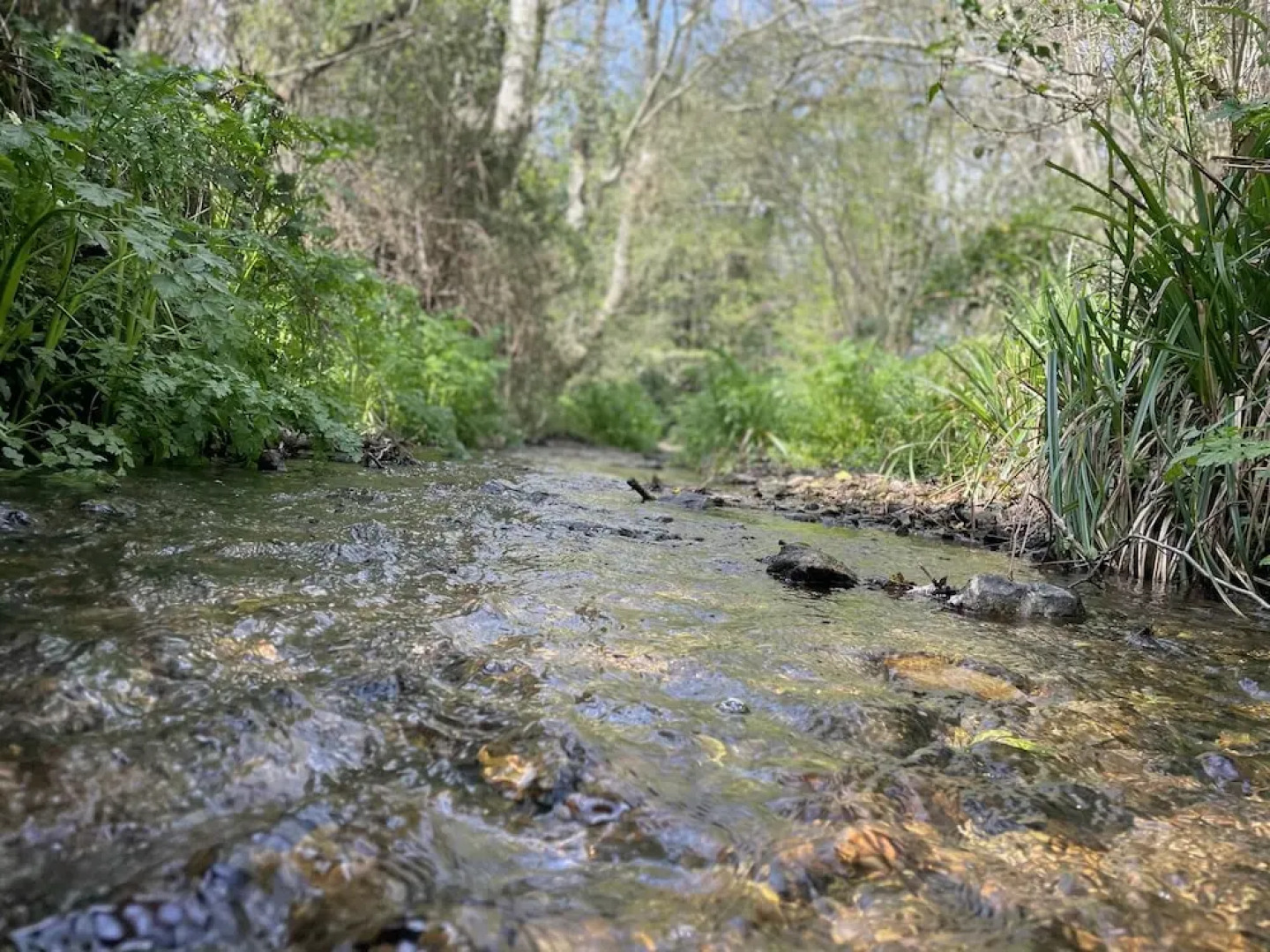 Beautiful 2bed Cottage in Knowle St Giles nr Chard