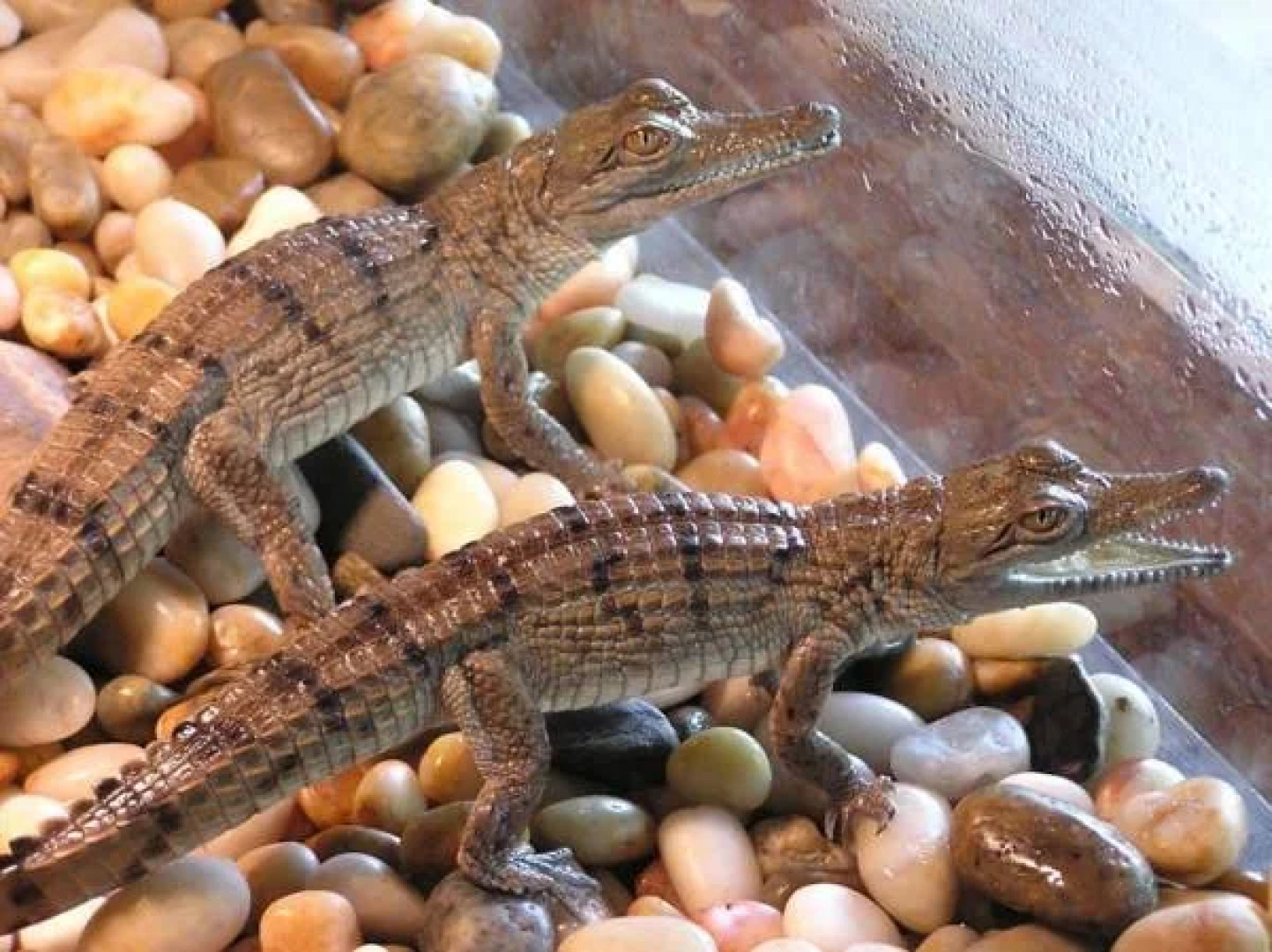 Lync Haven Rainforest Retreat