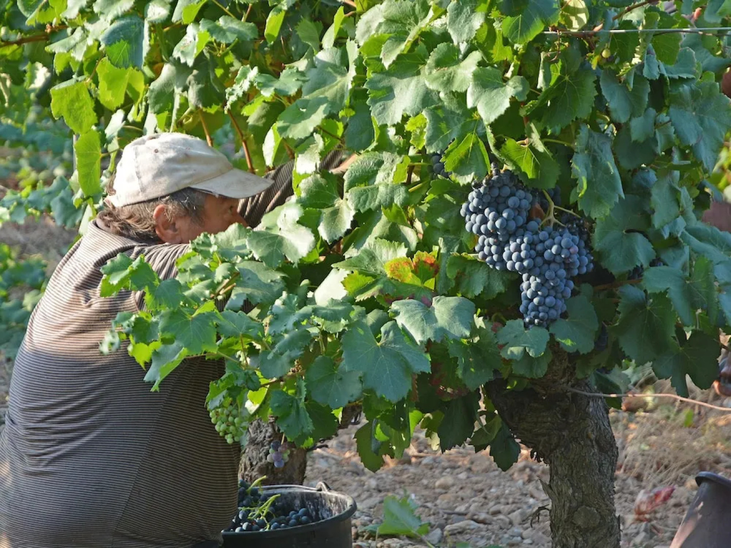 Lovely Villa in Soleil d'Oc with Swimming Pool