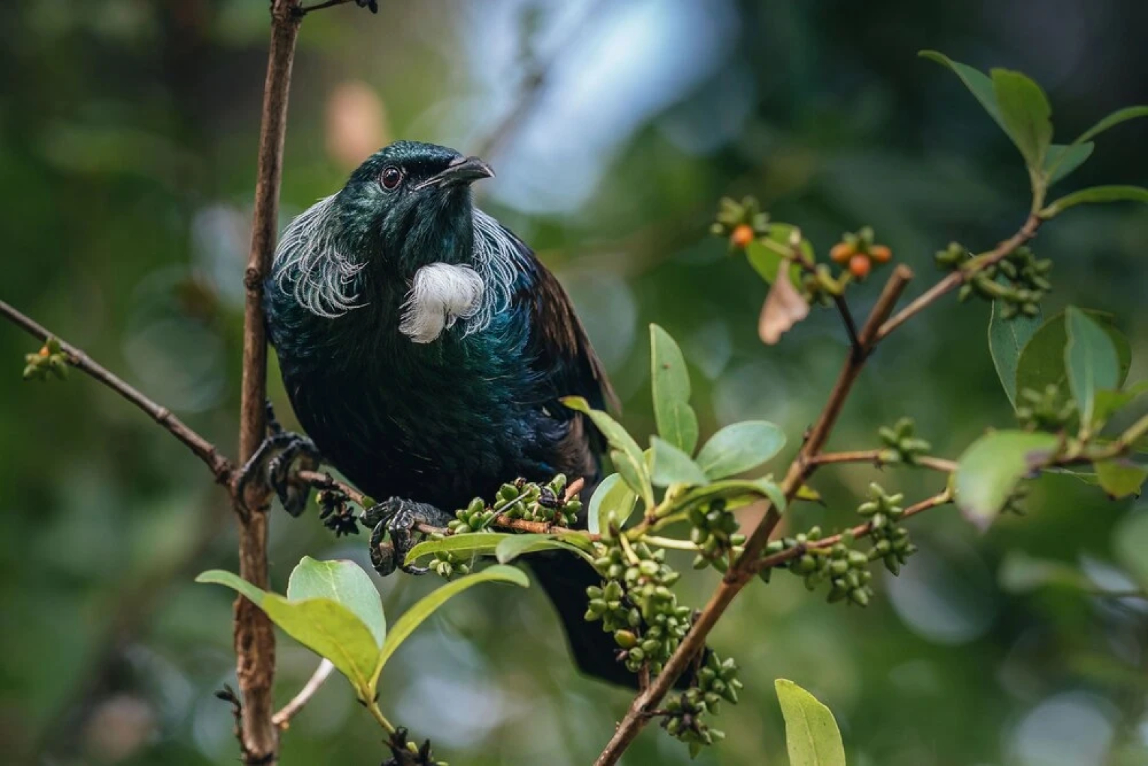 Treetops - Forest Escape - Onetangi